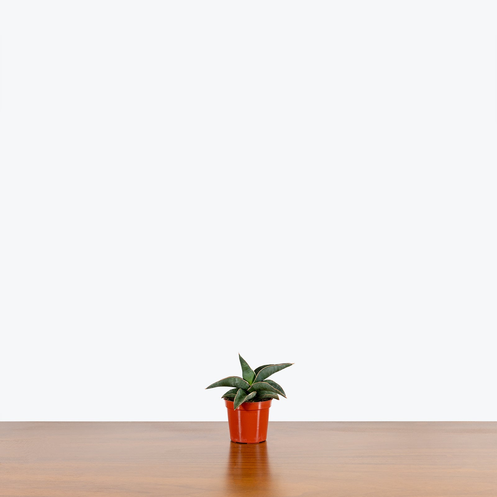 Sansevieria Ehrenbergii Samurai - Snake Plant - House Plants Delivery Toronto - JOMO Studio