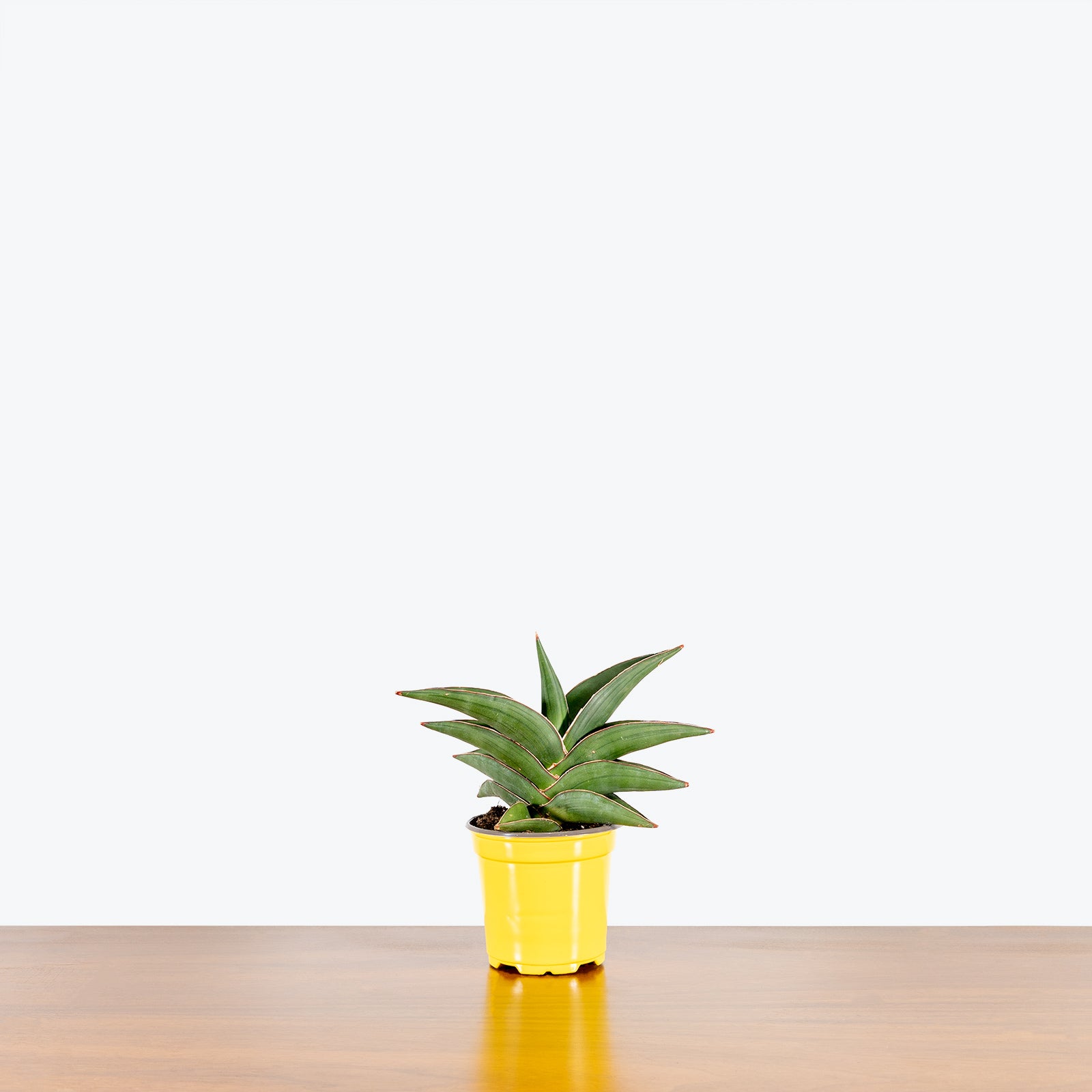 Sansevieria Ehrenbergii Samurai - Snake Plant - House Plants Delivery Toronto - JOMO Studio