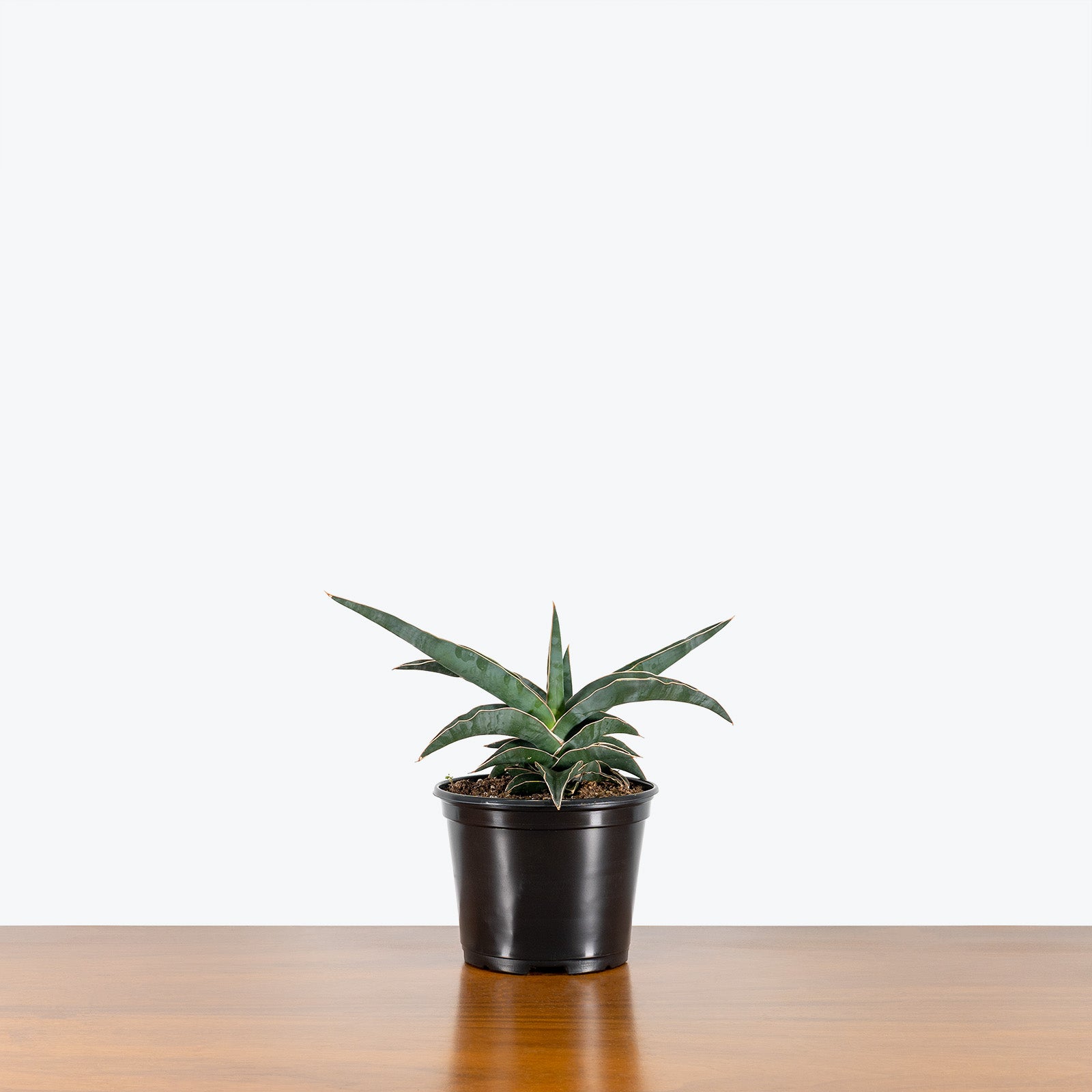 Sansevieria Ehrenbergii Samurai - Snake Plant - House Plants Delivery Toronto - JOMO Studio