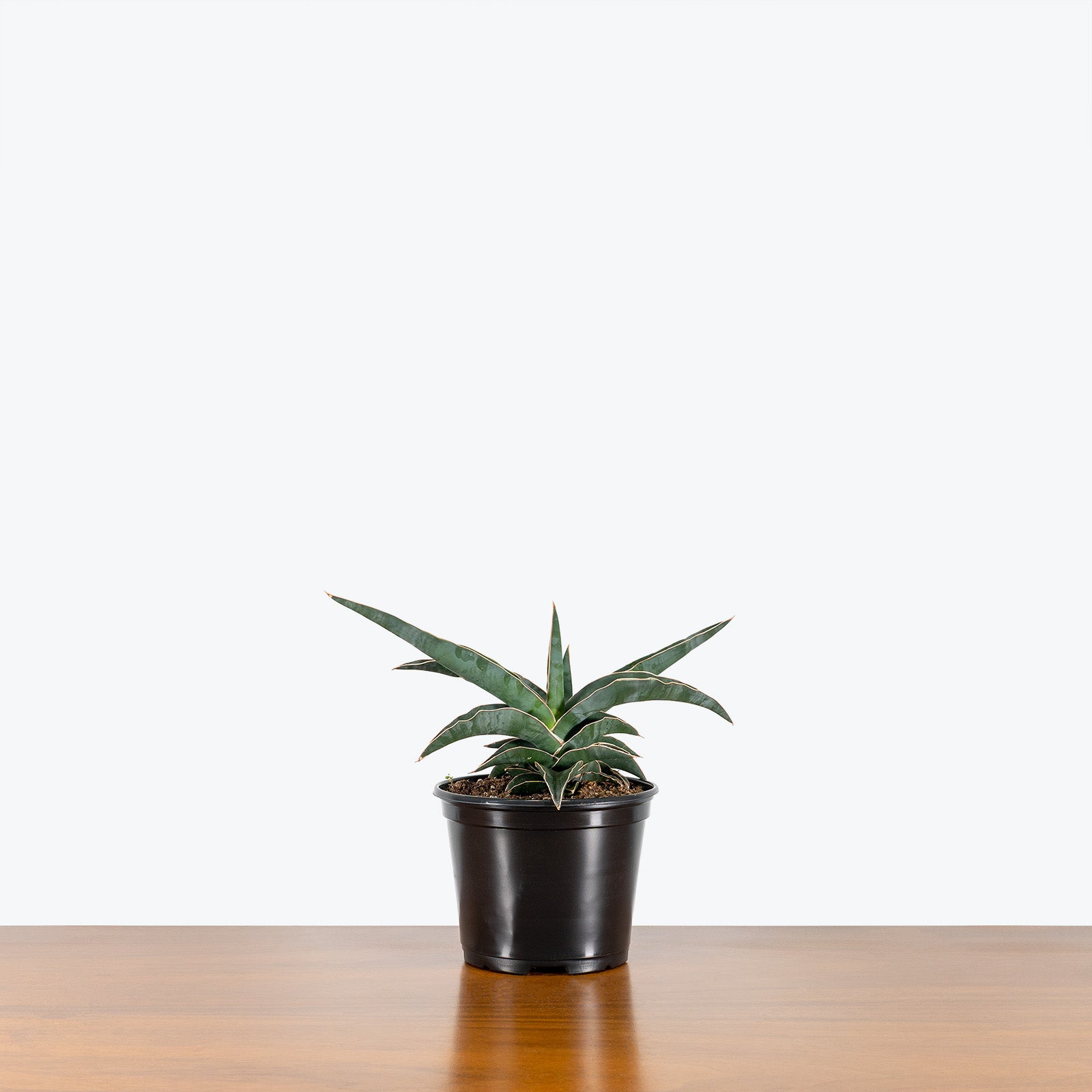 Sansevieria Samurai | Snake Plant | Care Guide and Pro Tips - Delivery from Toronto across Canada - JOMO Studio