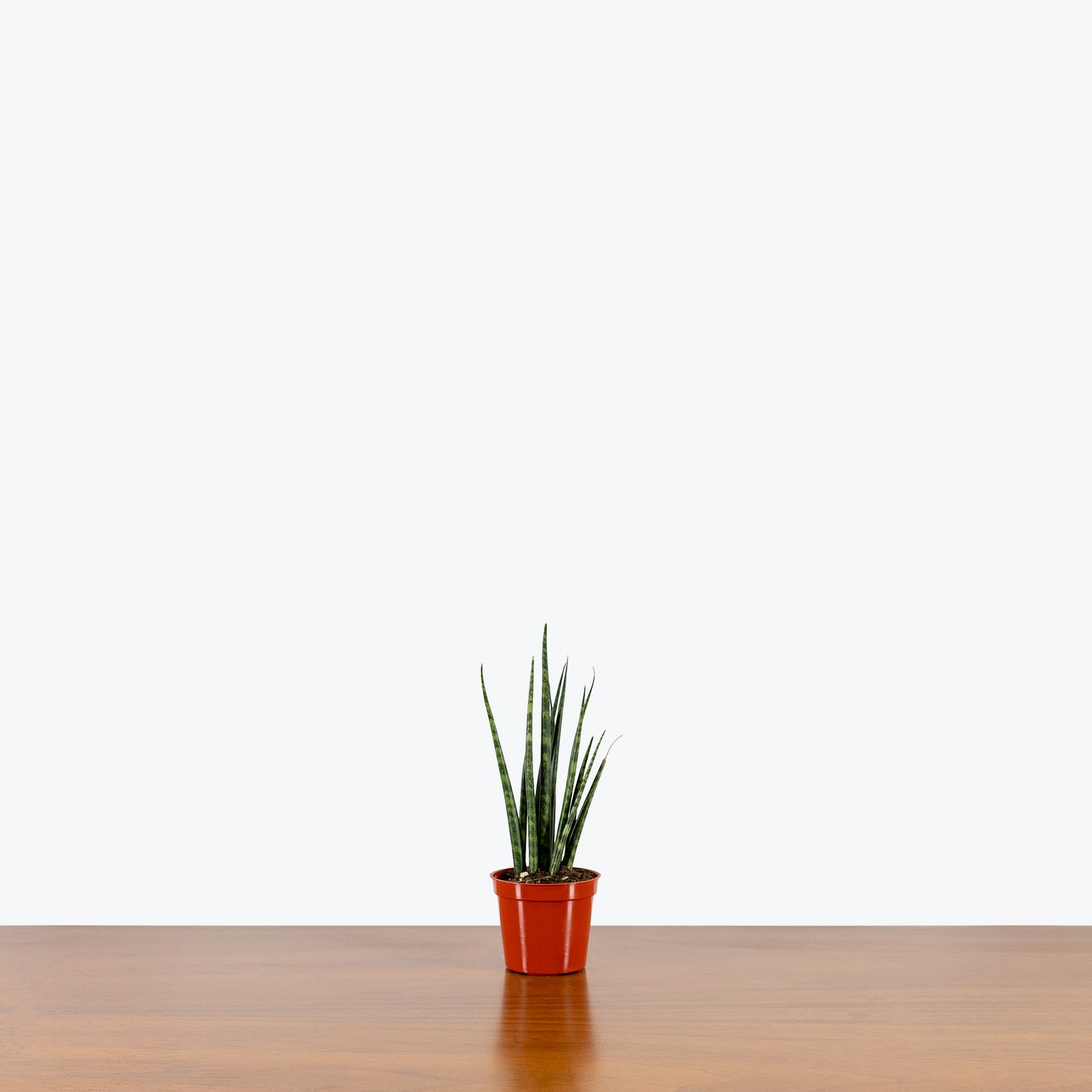 Sansevieria Fernwood Mikado | Snake Plant | Care Guide and Pro Tips - Delivery from Toronto across Canada - JOMO Studio