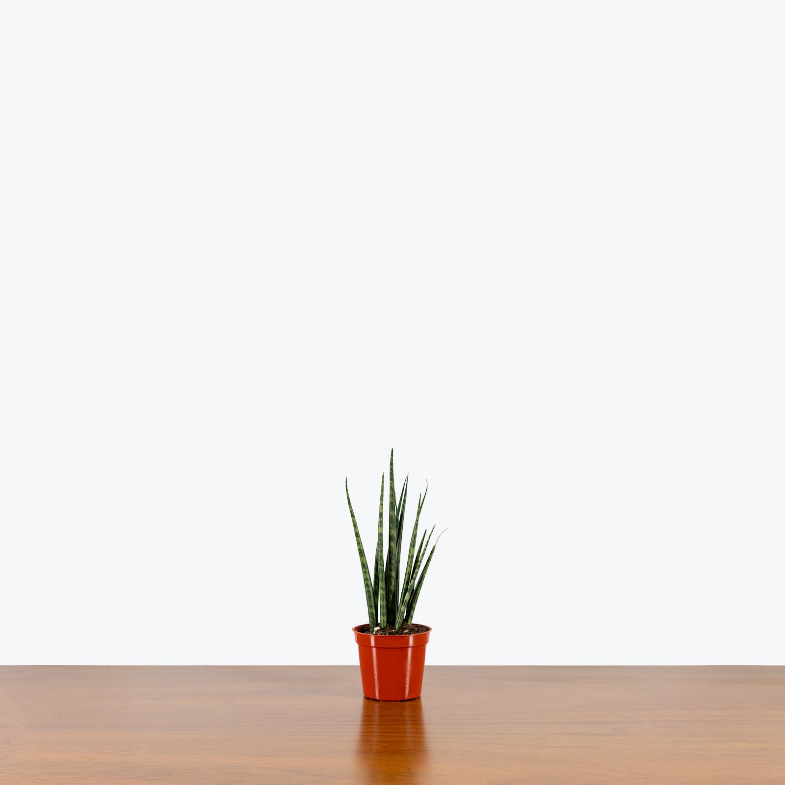 Sansevieria Fernwood Mikado - Snake Plant - House Plants Delivery Toronto - JOMO Studio