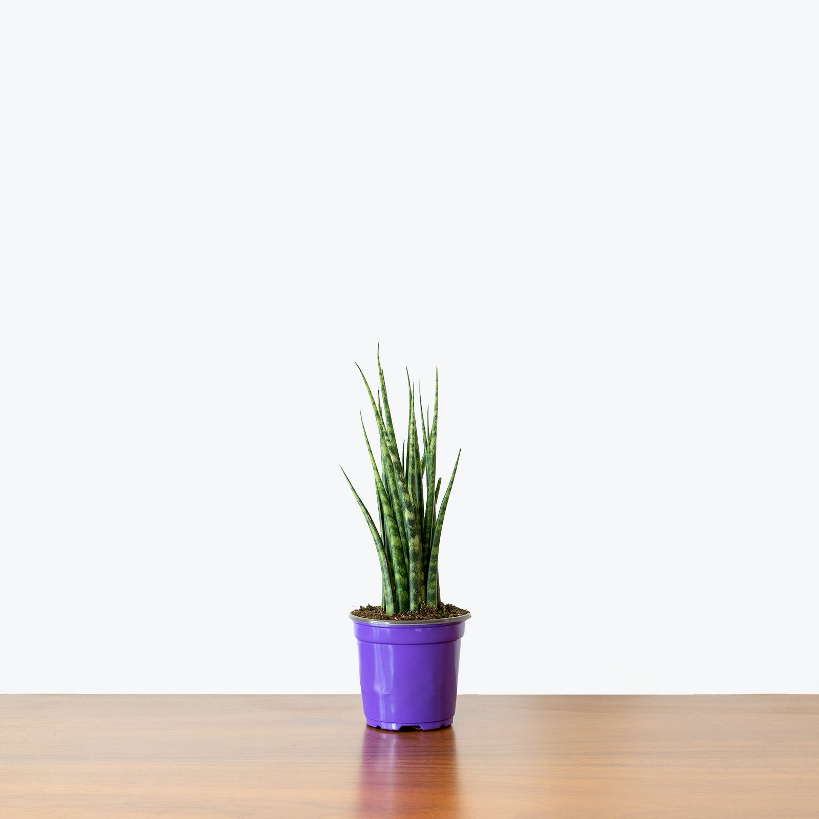 Sansevieria Fernwood Mikado | Snake Plant | Care Guide and Pro Tips - Delivery from Toronto across Canada - JOMO Studio
