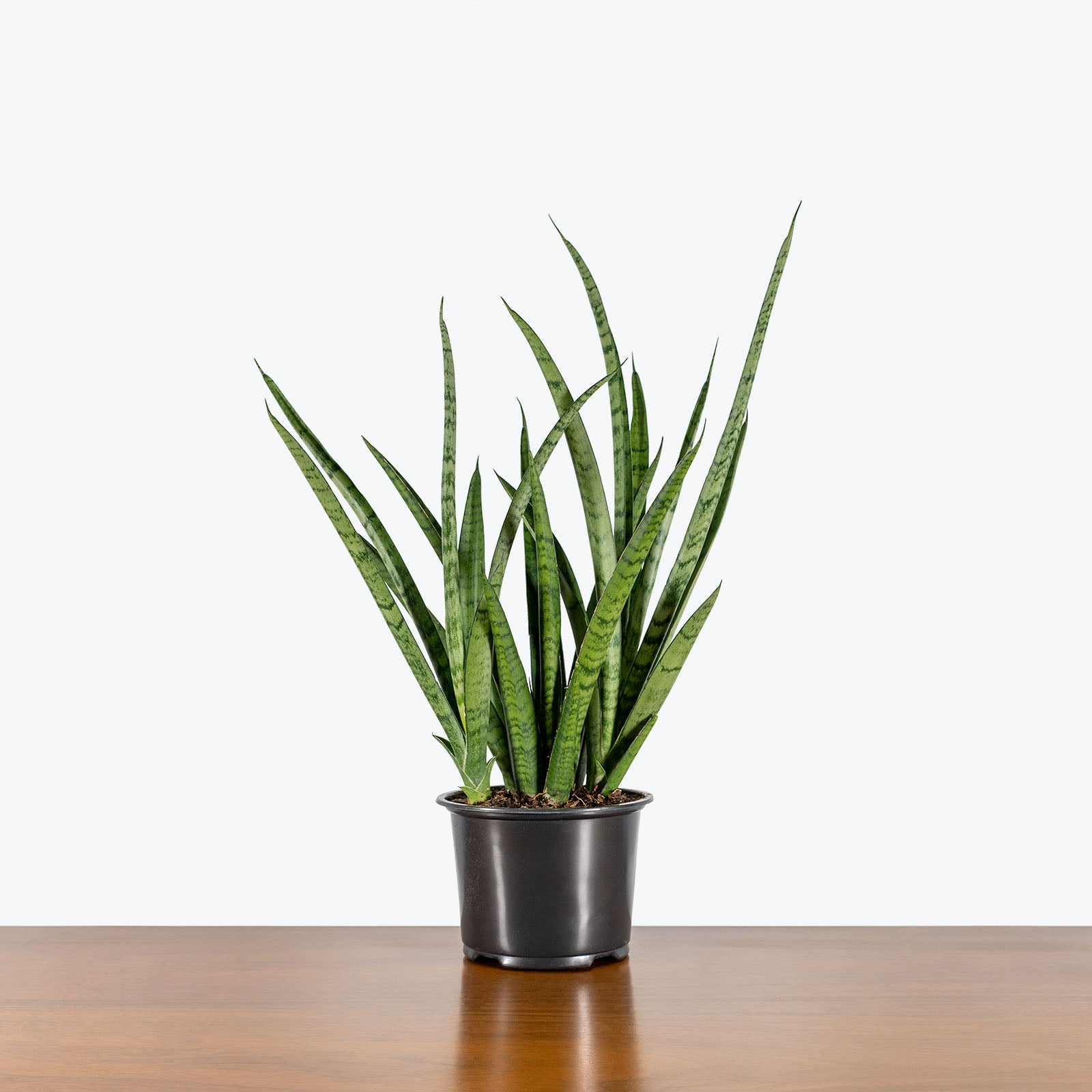 Sansevieria Fernwood Mikado | Snake Plant | Care Guide and Pro Tips - Delivery from Toronto across Canada - JOMO Studio