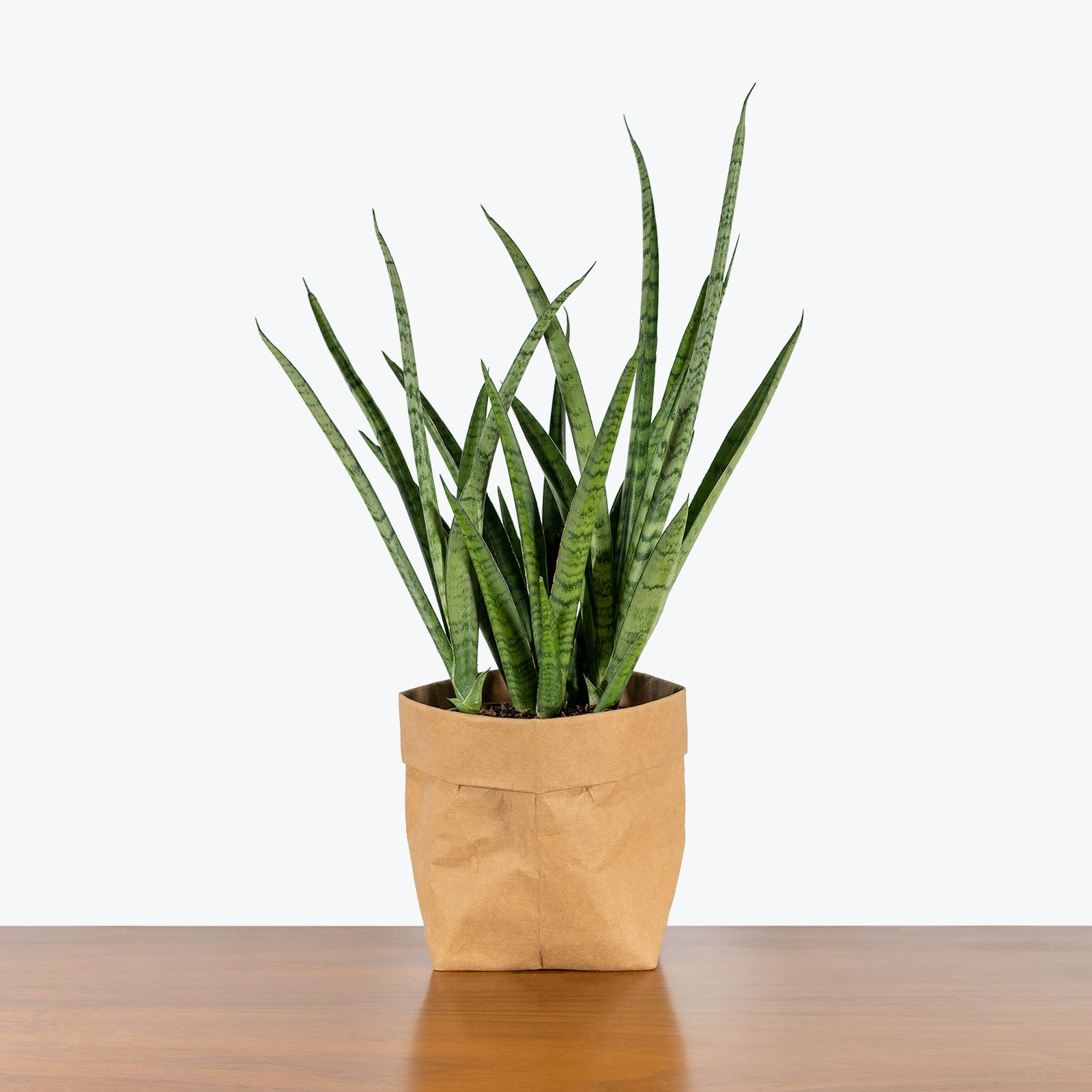 Sansevieria Fernwood Mikado | Snake Plant | Care Guide and Pro Tips - Delivery from Toronto across Canada - JOMO Studio
