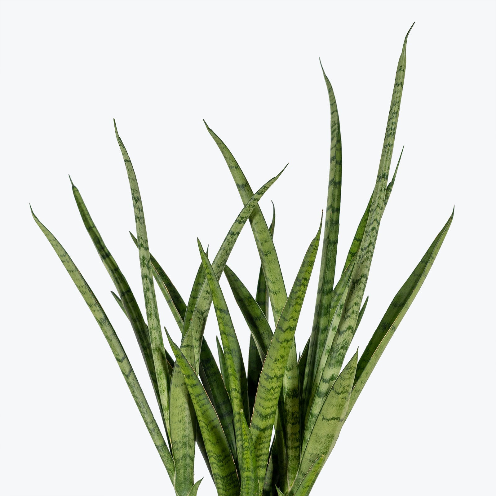 Sansevieria Fernwood Mikado | Snake Plant | Care Guide and Pro Tips - Delivery from Toronto across Canada - JOMO Studio