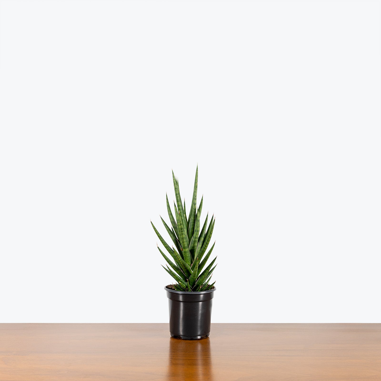 Sansevieria Francisii Spiky - Snake Plant - House Plants Delivery Toronto - JOMO Studio