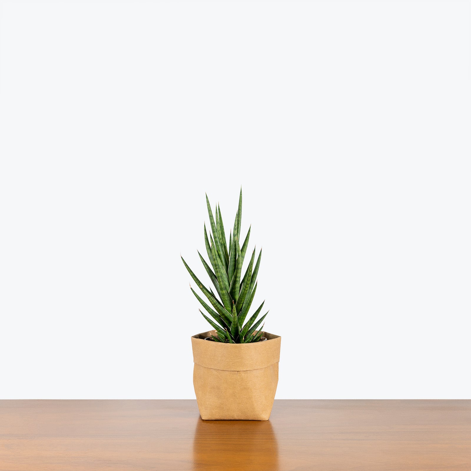 Sansevieria Francisii Spiky - Snake Plant - House Plants Delivery Toronto - JOMO Studio