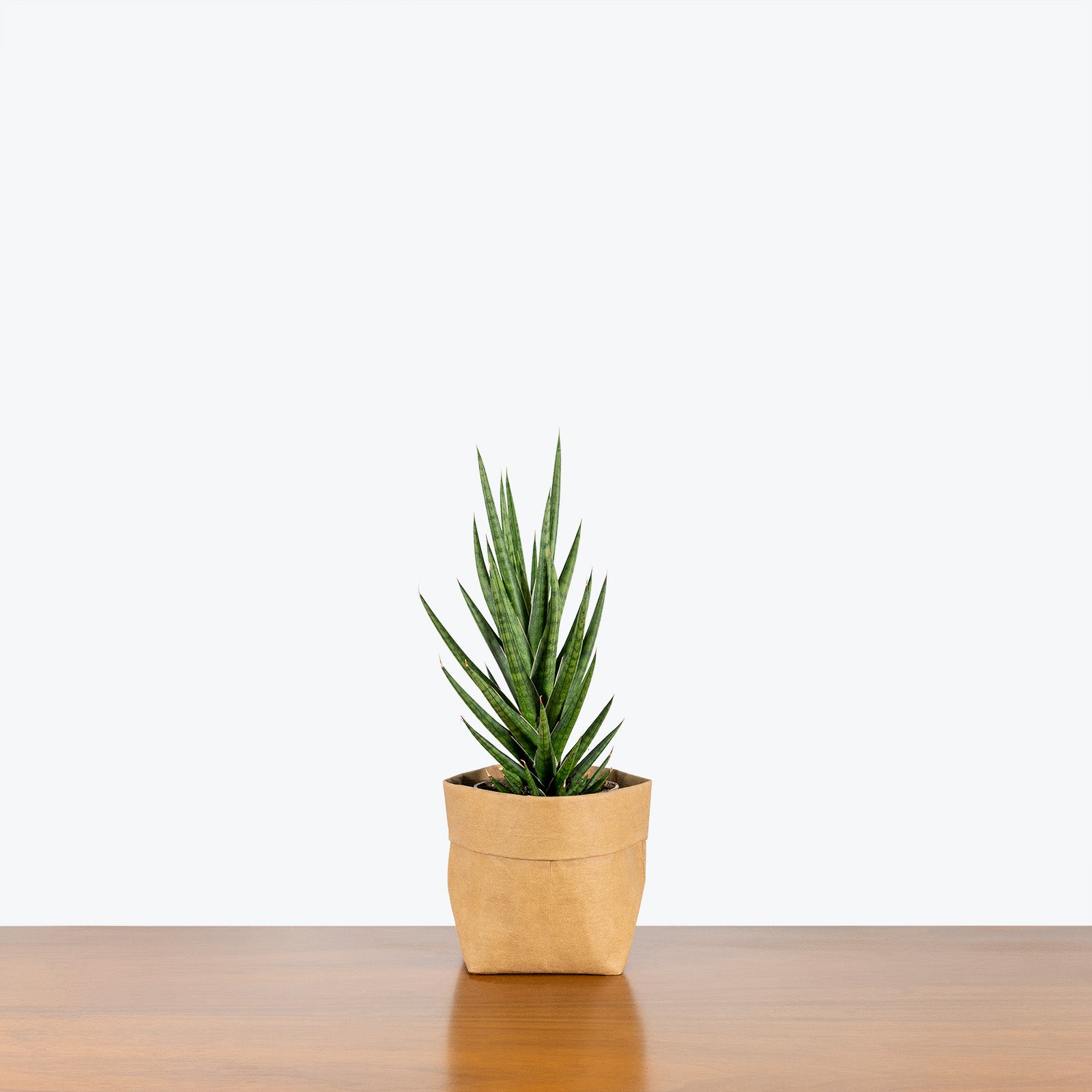 Sansevieria Francisii Spiky | Snake Plant | Care Guide and Pro Tips - Delivery from Toronto across Canada - JOMO Studio