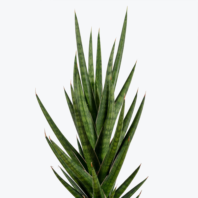 Sansevieria Francisii Spiky - Snake Plant - House Plants Delivery Toronto - JOMO Studio