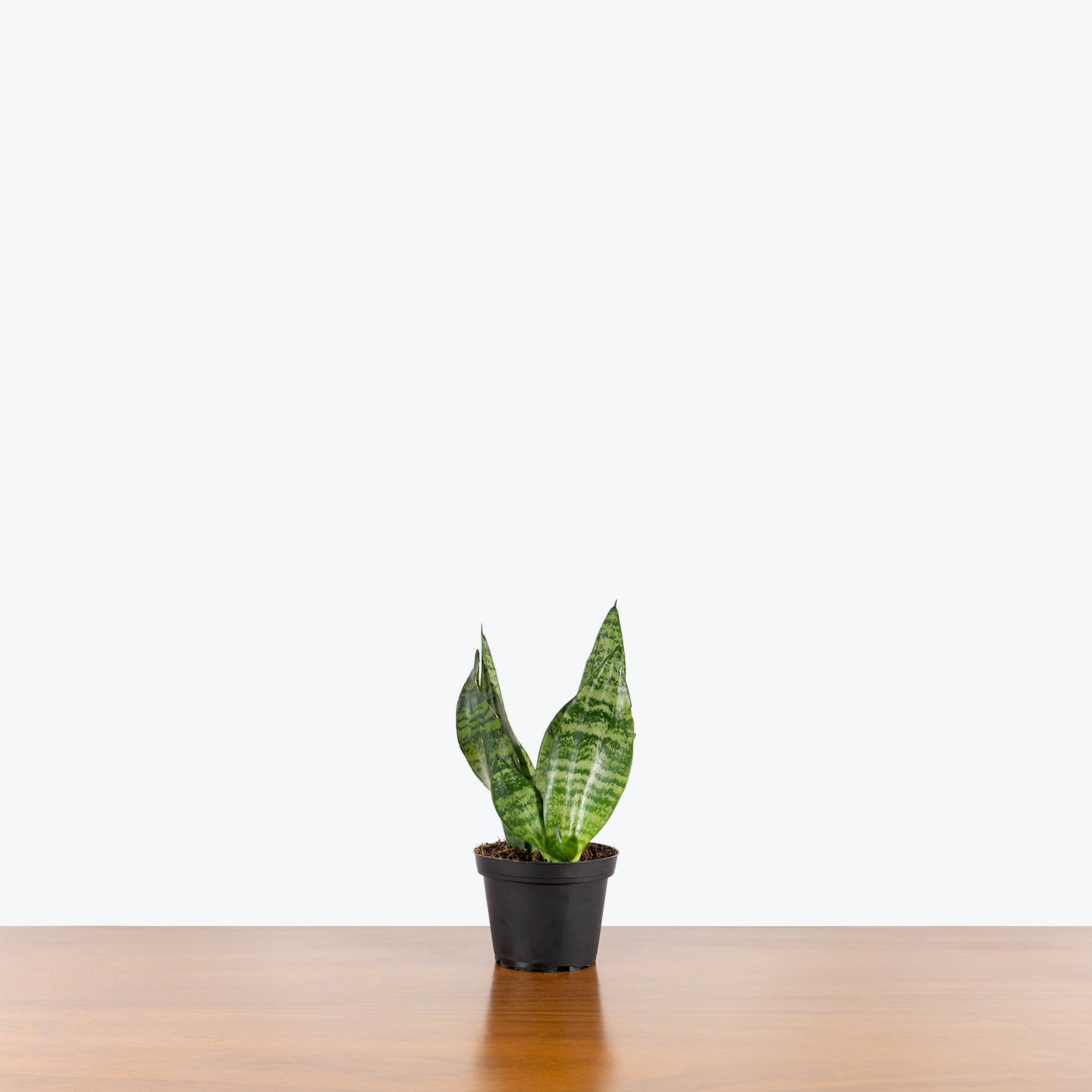 Sansevieria Futura Robusta - Snake Plant - House Plants Delivery Toronto - JOMO Studio