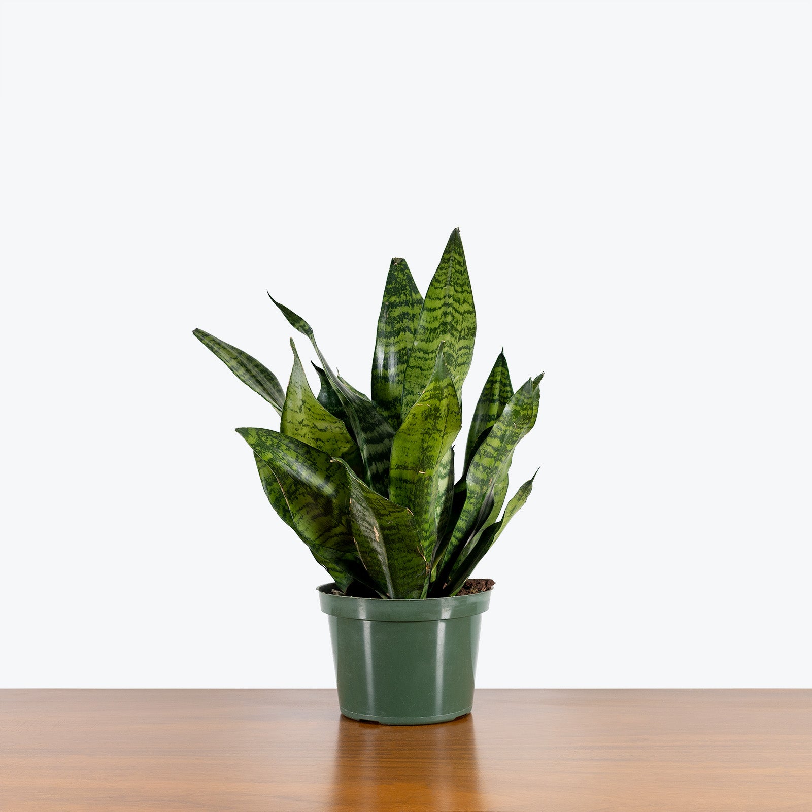 Sansevieria Futura Robusta | Snake Plant | Care Guide and Pro Tips - Delivery from Toronto across Canada - JOMO Studio