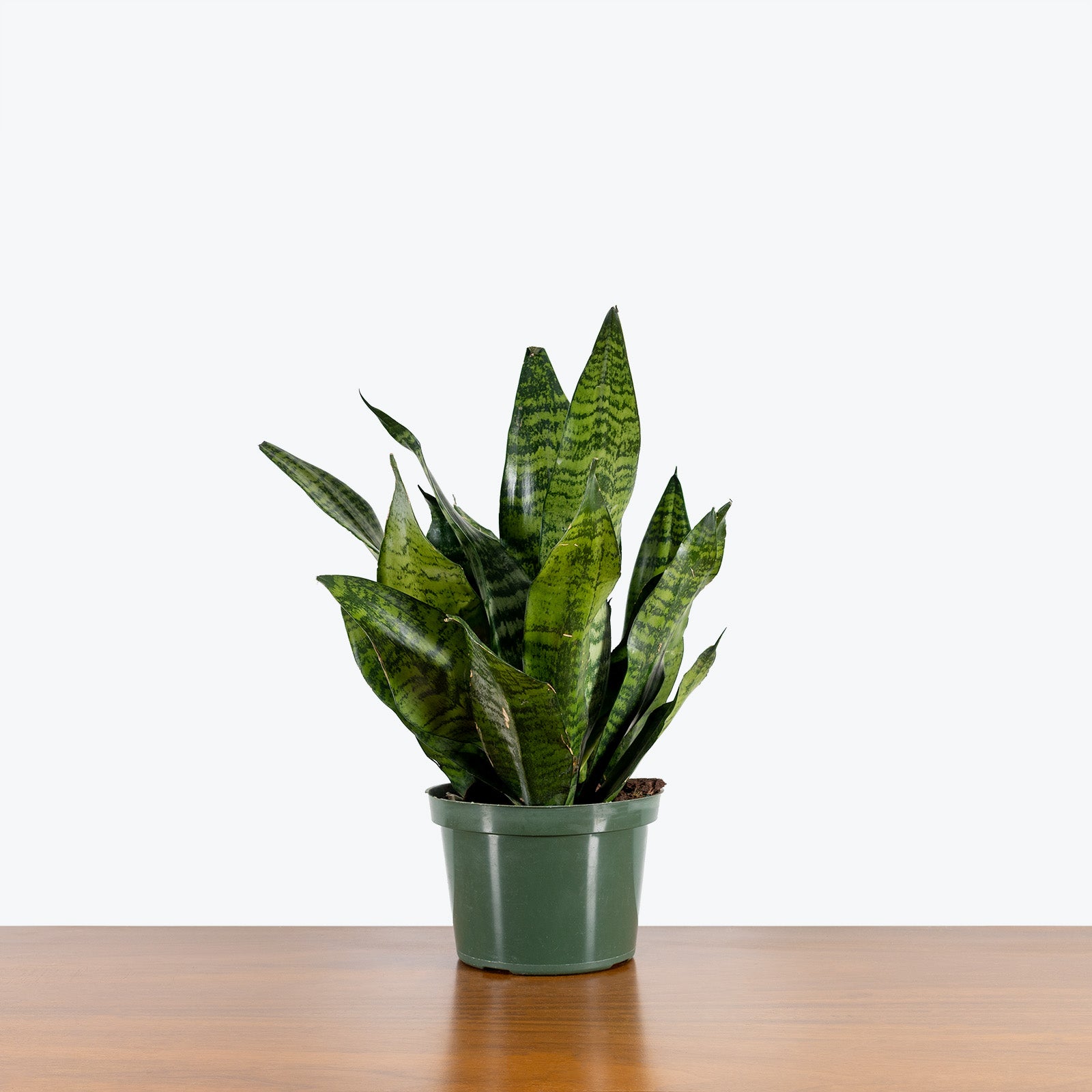 Sansevieria Futura Robusta - Snake Plant - House Plants Delivery Toronto - JOMO Studio