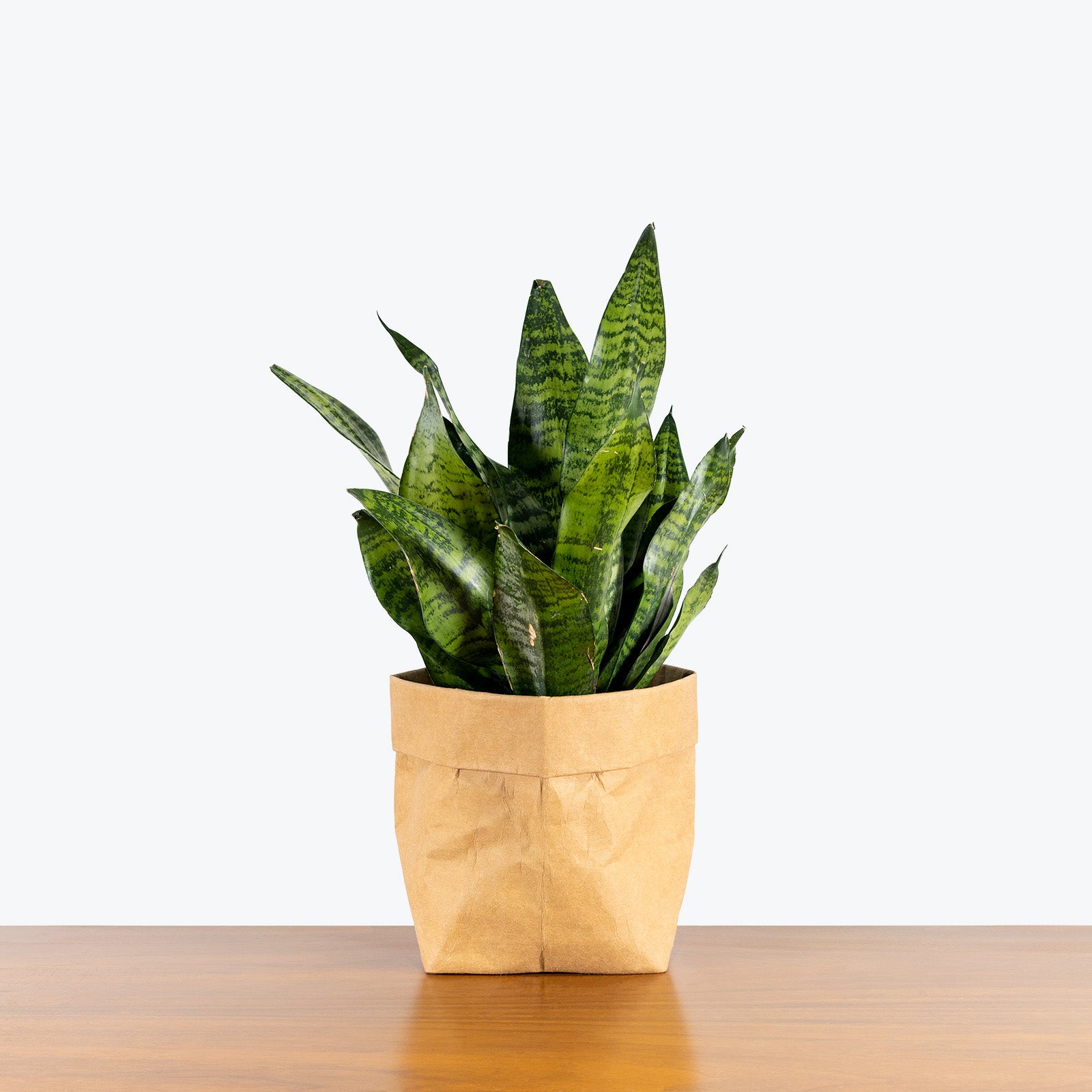 Sansevieria Futura Robusta | Snake Plant | Care Guide and Pro Tips - Delivery from Toronto across Canada - JOMO Studio