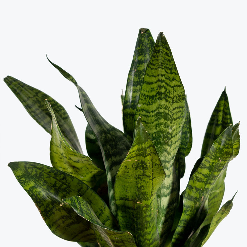 Sansevieria Futura Robusta | Snake Plant | Care Guide and Pro Tips - Delivery from Toronto across Canada - JOMO Studio