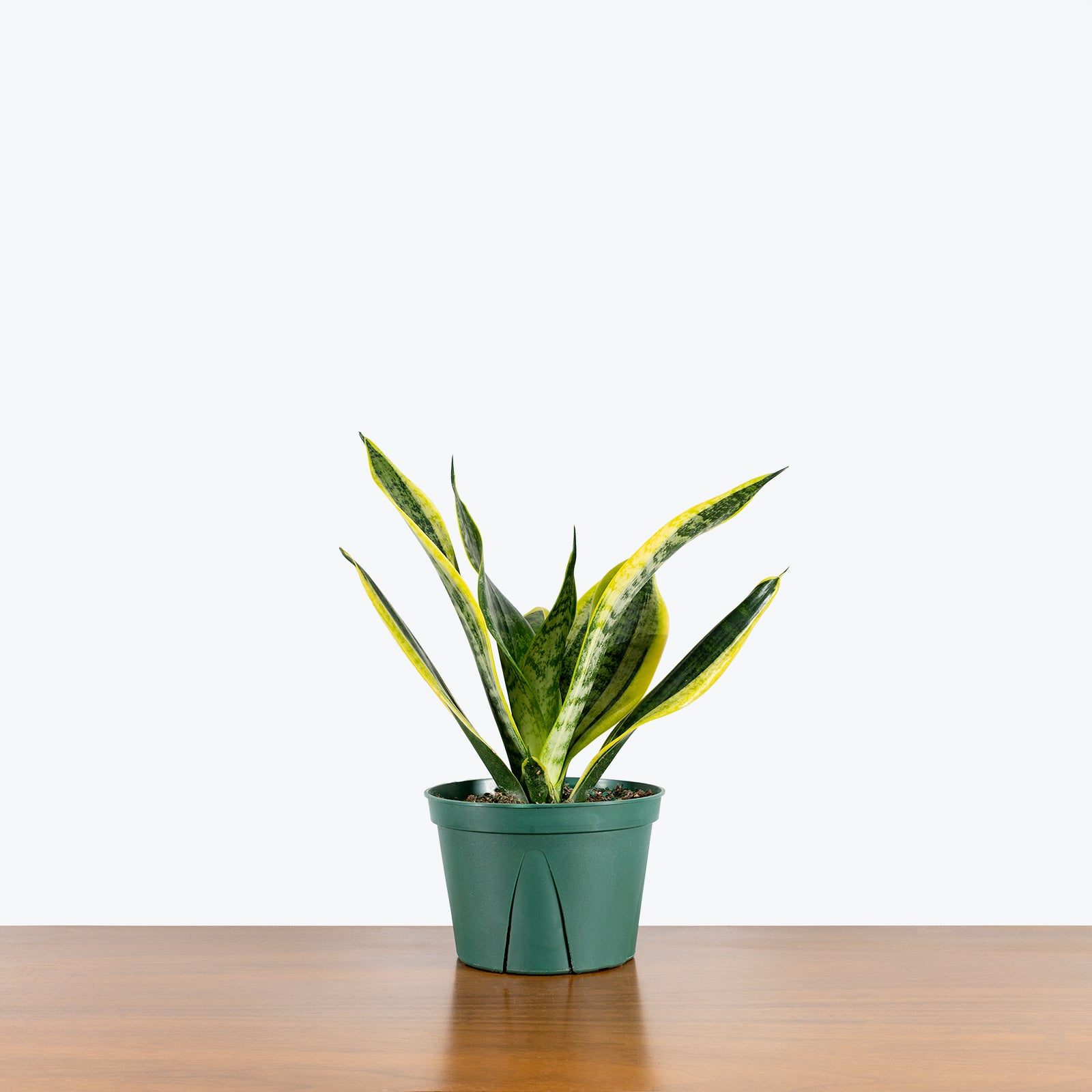 Sansevieria Futura Superba | Snake Plant | Care Guide and Pro Tips - Delivery from Toronto across Canada - JOMO Studio