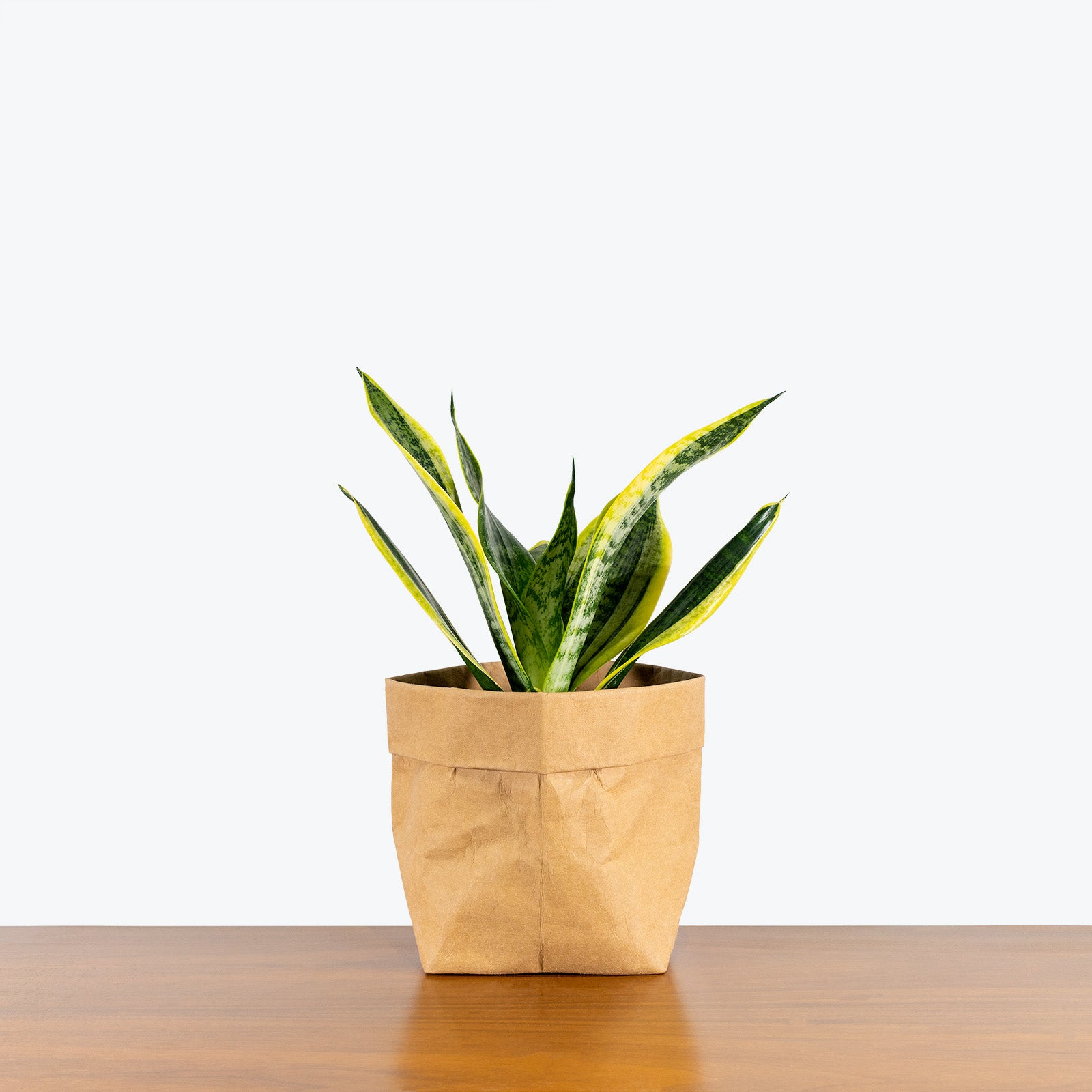Sansevieria Futura Superba | Snake Plant | Care Guide and Pro Tips - Delivery from Toronto across Canada - JOMO Studio