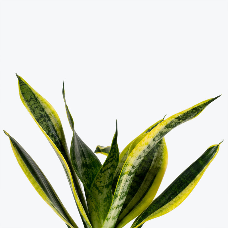 Sansevieria Futura Superba - Snake Plant - House Plants Delivery Toronto - JOMO Studio