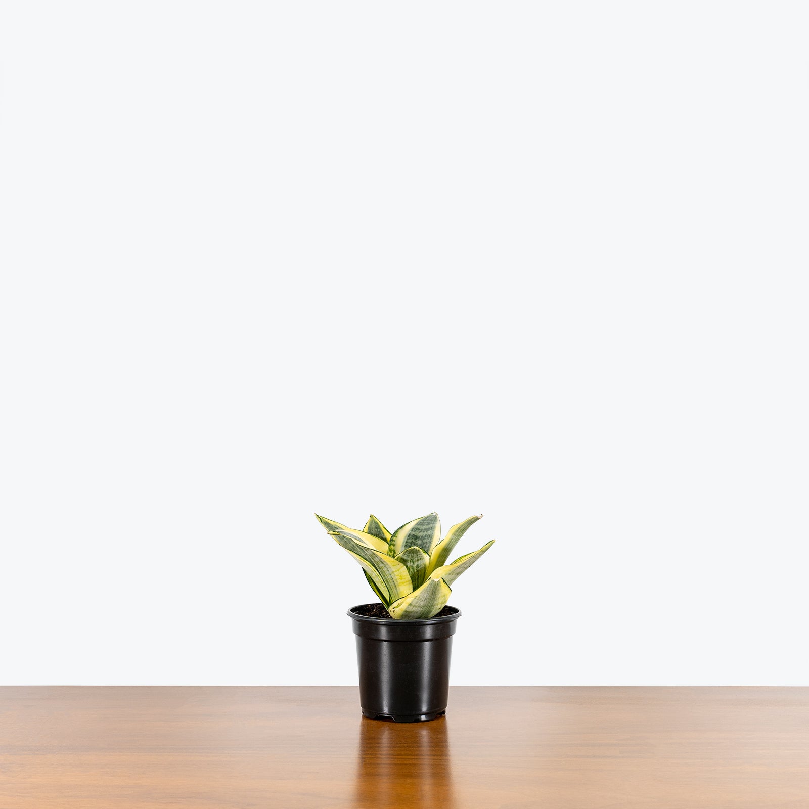 Sansevieria Golden Hahnii | Snake Plant | Care Guide and Pro Tips - Delivery from Toronto across Canada - JOMO Studio