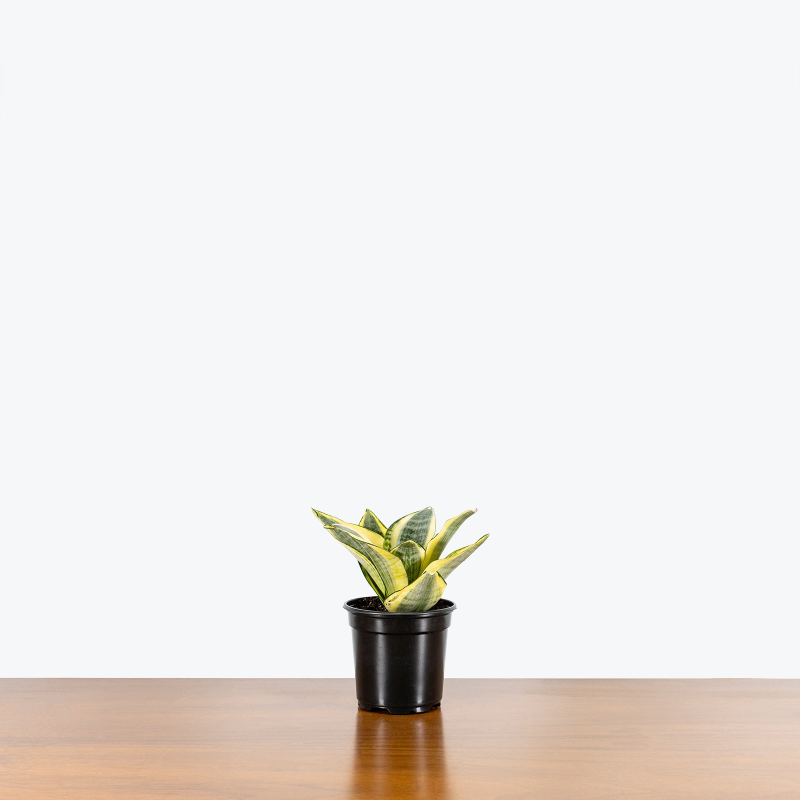 Sansevieria Golden Hahnii - Snake Plant - House Plants Delivery Toronto - JOMO Studio