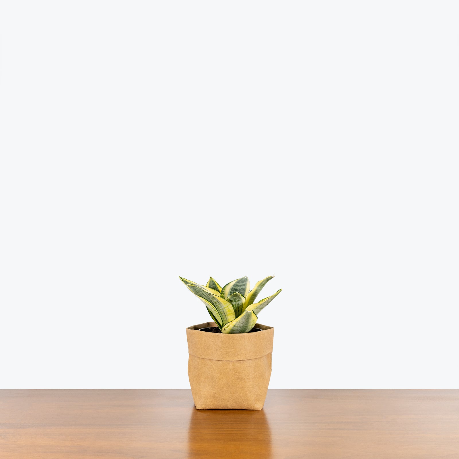 Sansevieria Golden Hahnii - Snake Plant - House Plants Delivery Toronto - JOMO Studio