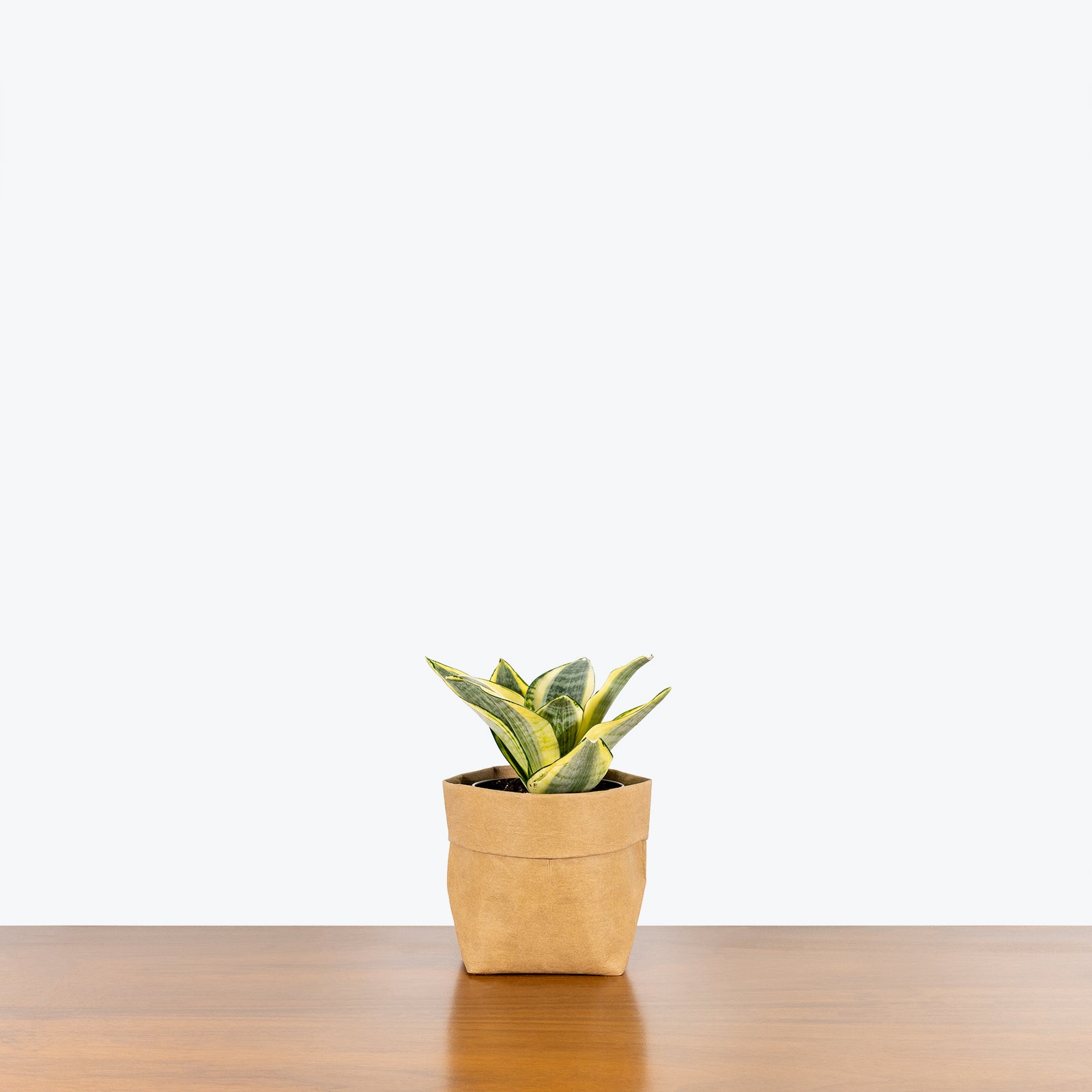 Sansevieria Golden Hahnii | Snake Plant | Care Guide and Pro Tips - Delivery from Toronto across Canada - JOMO Studio