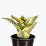 Sansevieria Golden Hahnii — 4" Pot