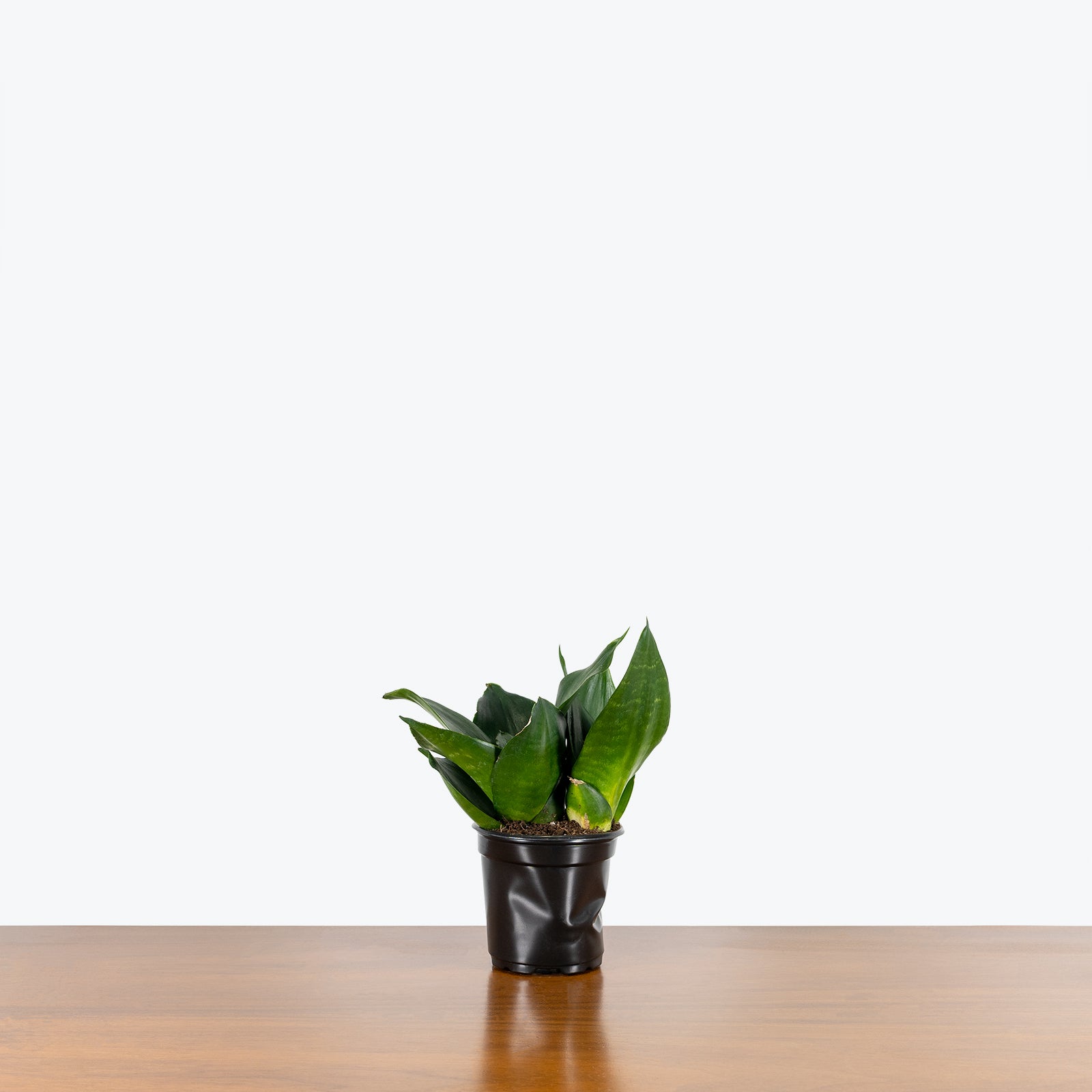 Sansevieria Hahnii Black Jade - Snake Plant - House Plants Delivery Toronto - JOMO Studio