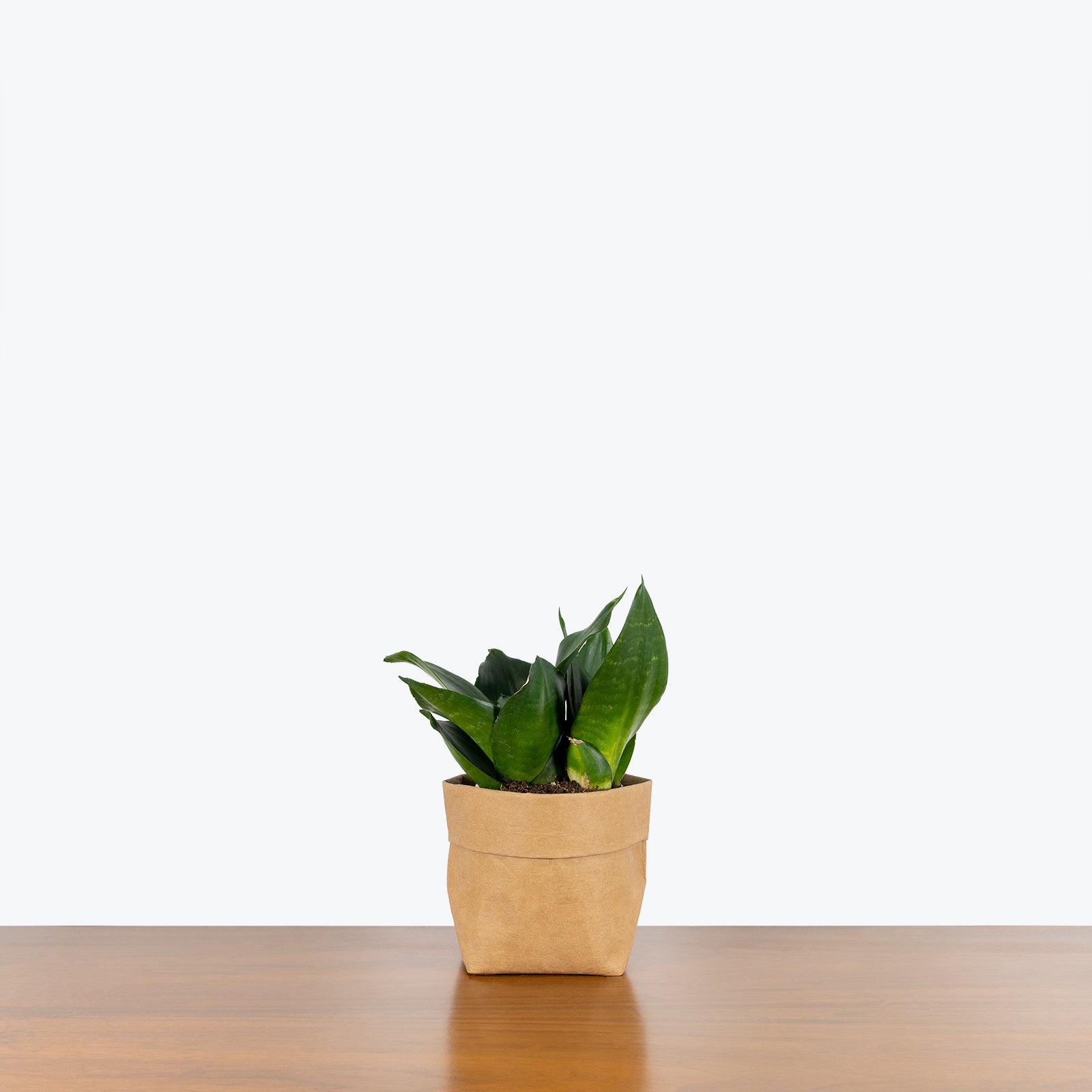 Sansevieria Hahnii Black Jade - Snake Plant - House Plants Delivery Toronto - JOMO Studio