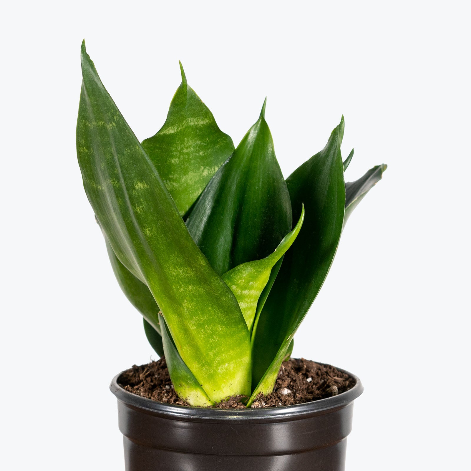 Sansevieria Hahnii Black Jade - Snake Plant - House Plants Delivery Toronto - JOMO Studio