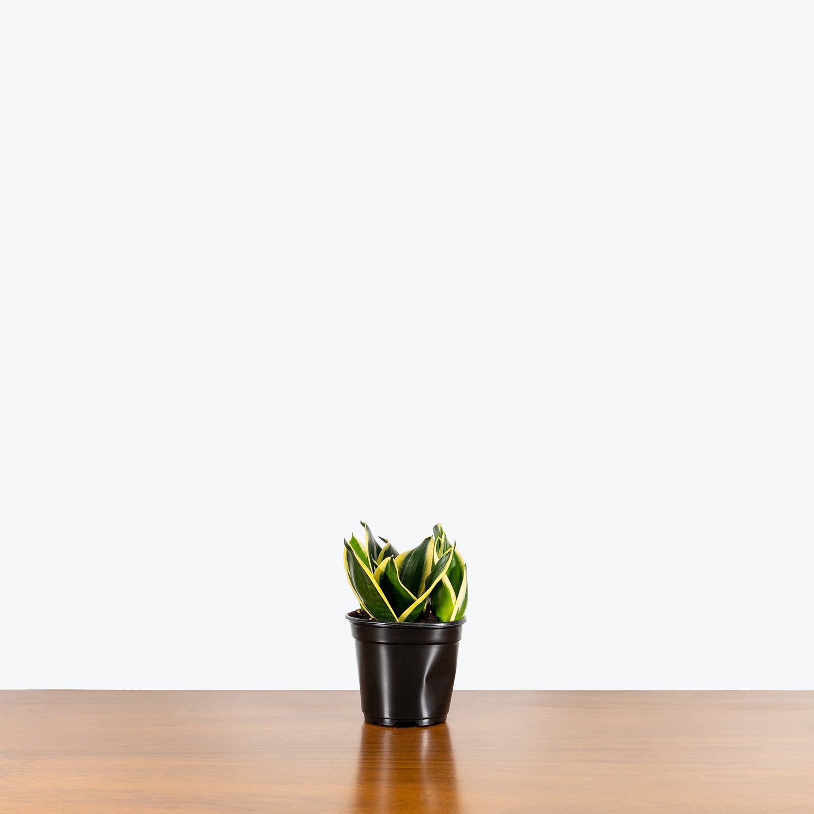 Sansevieria Hahnii Black Star - Snake Plant - House Plants Delivery Toronto - JOMO Studio