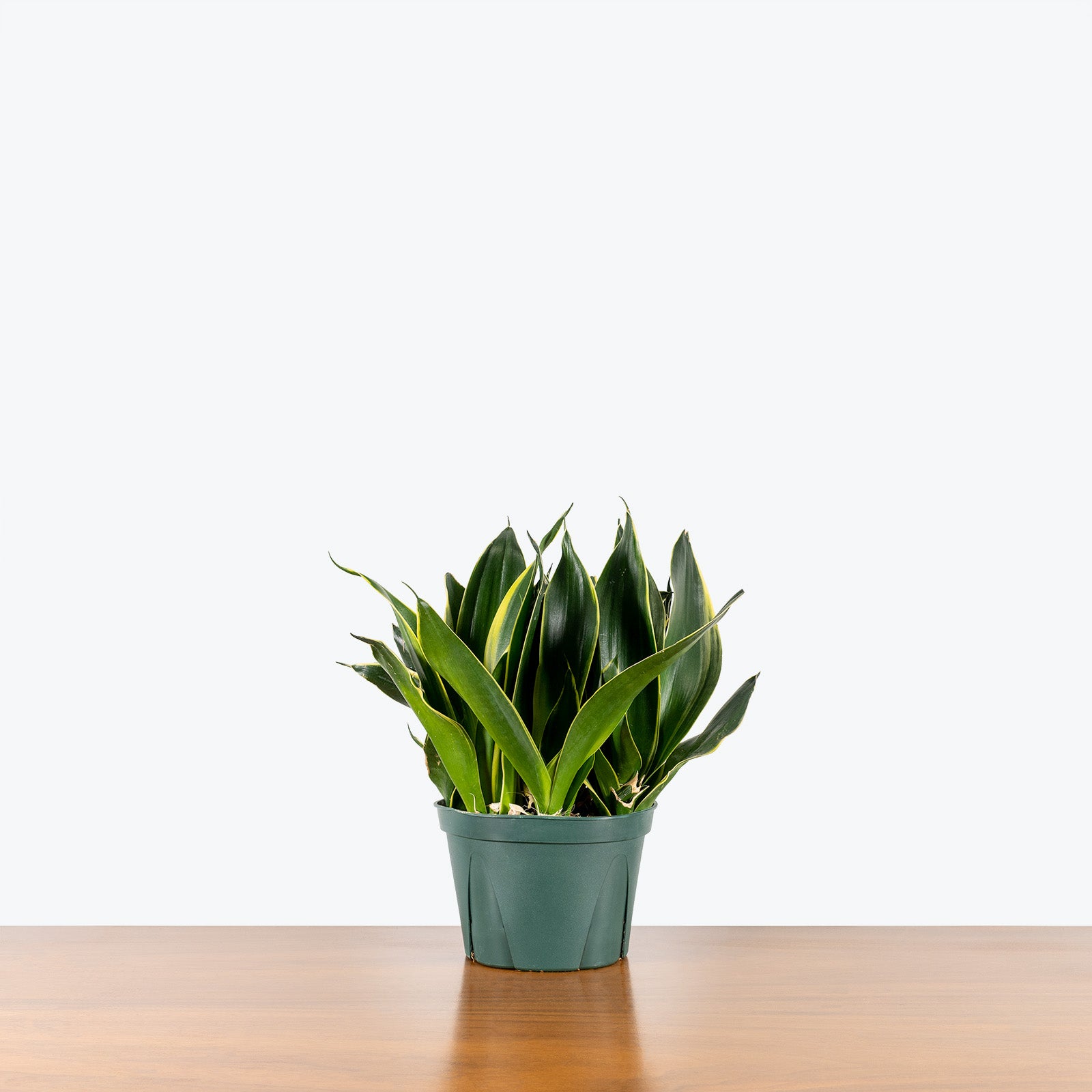 Sansevieria Hahnii Black Star - Snake Plant - House Plants Delivery Toronto - JOMO Studio