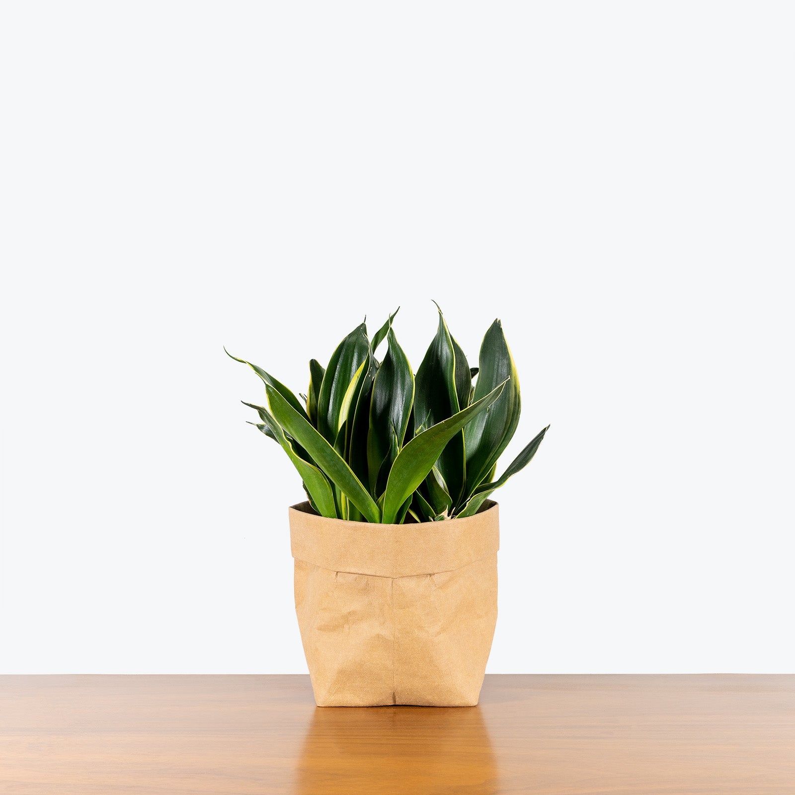 Sansevieria Hahnii Black Star - Snake Plant - House Plants Delivery Toronto - JOMO Studio