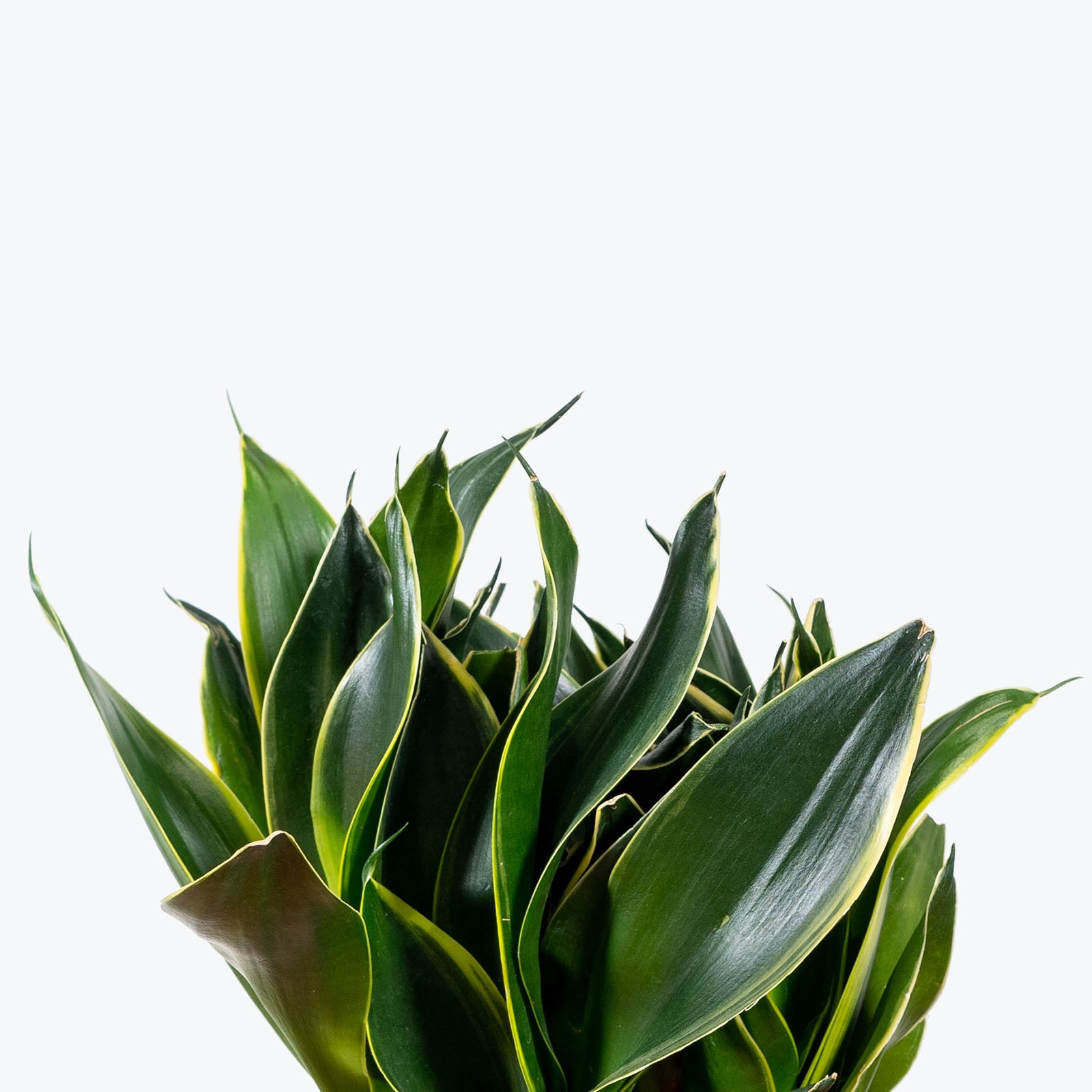 Sansevieria Hahnii Black Star - Snake Plant - House Plants Delivery Toronto - JOMO Studio