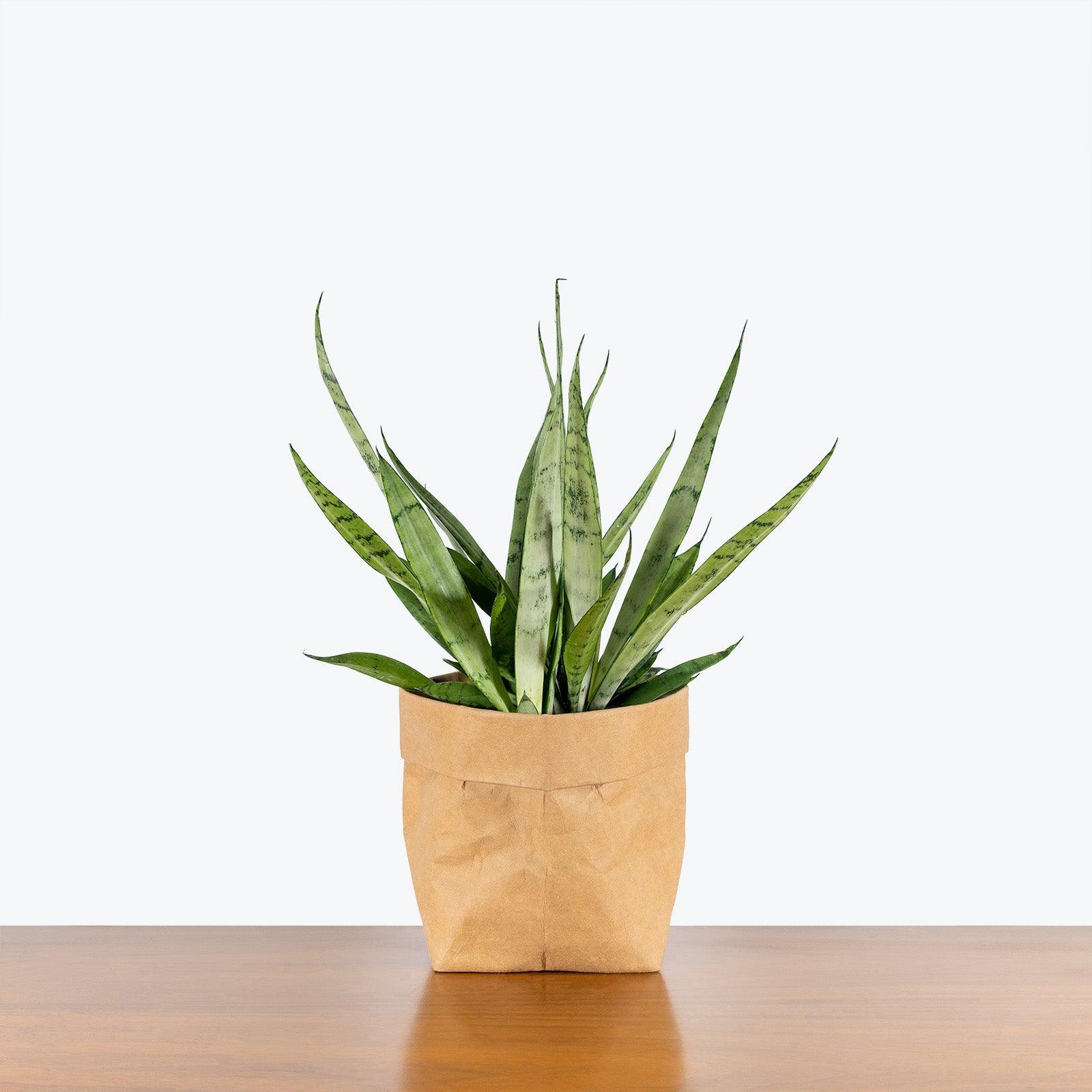 Sansevieria Javanica | Snake Plant | Care Guide and Pro Tips - Delivery from Toronto across Canada - JOMO Studio