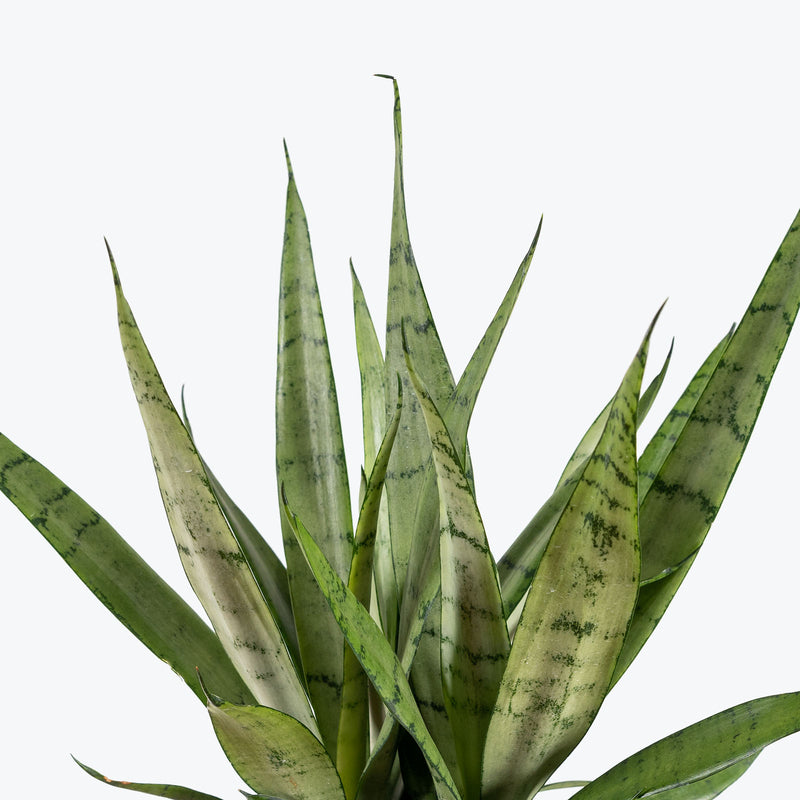 Sansevieria Javanica | Snake Plant | Care Guide and Pro Tips - Delivery from Toronto across Canada - JOMO Studio