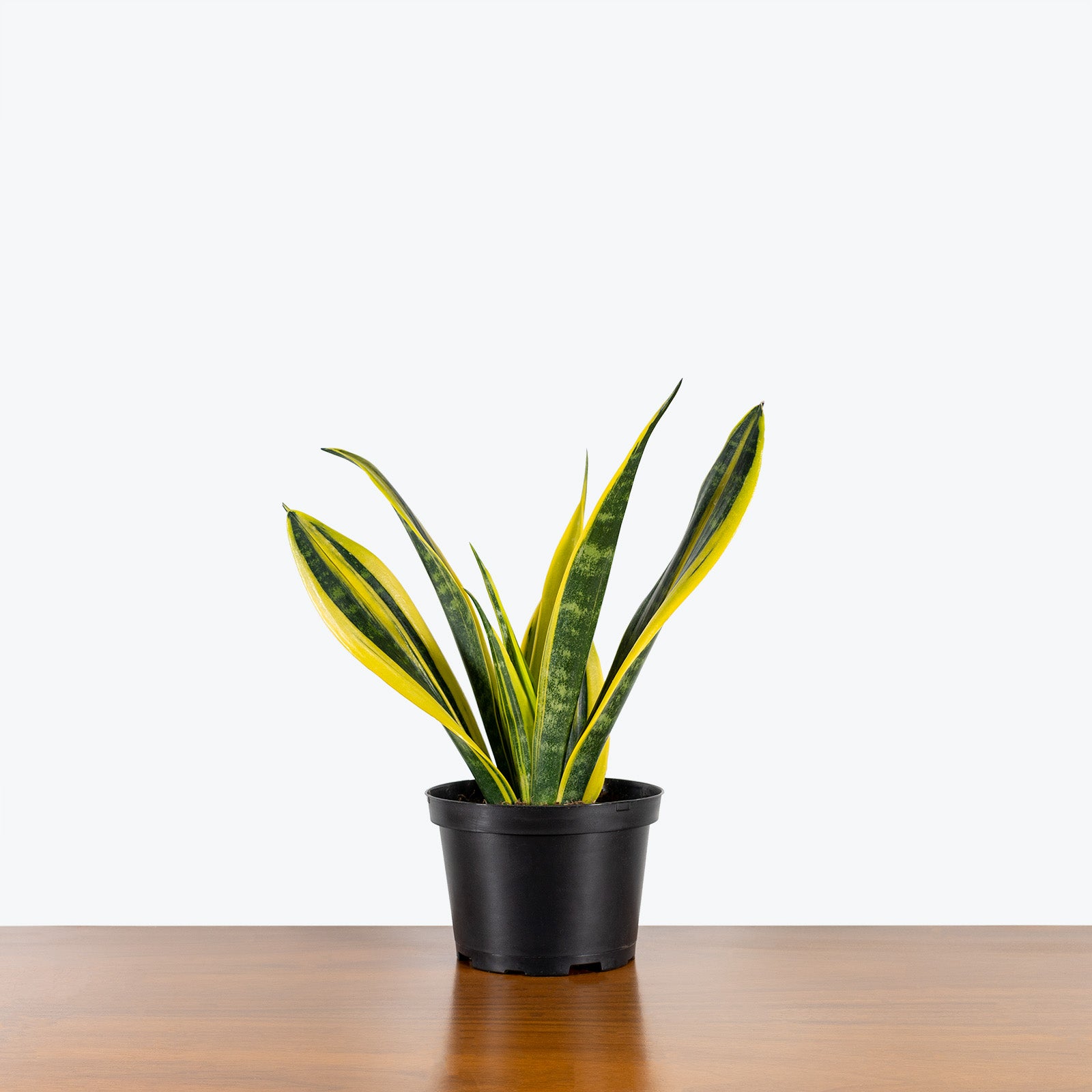 Sansevieria La Rubia - Snake Plant - House Plants Delivery Toronto - JOMO Studio