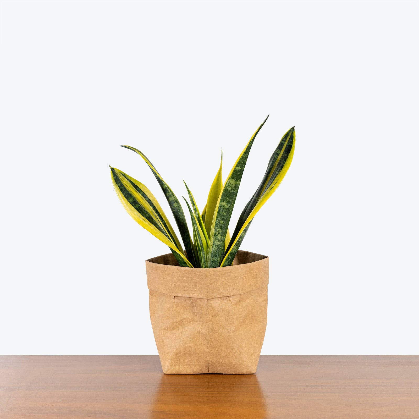 Sansevieria La Rubia - Snake Plant - House Plants Delivery Toronto - JOMO Studio