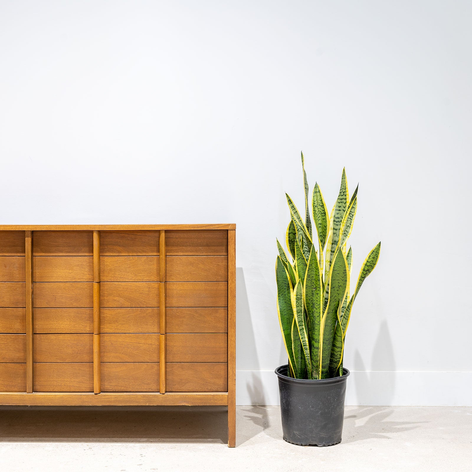 Sansevieria Laurentii | Snake Plant | Care Guide and Pro Tips - Delivery from Toronto across Canada - JOMO Studio