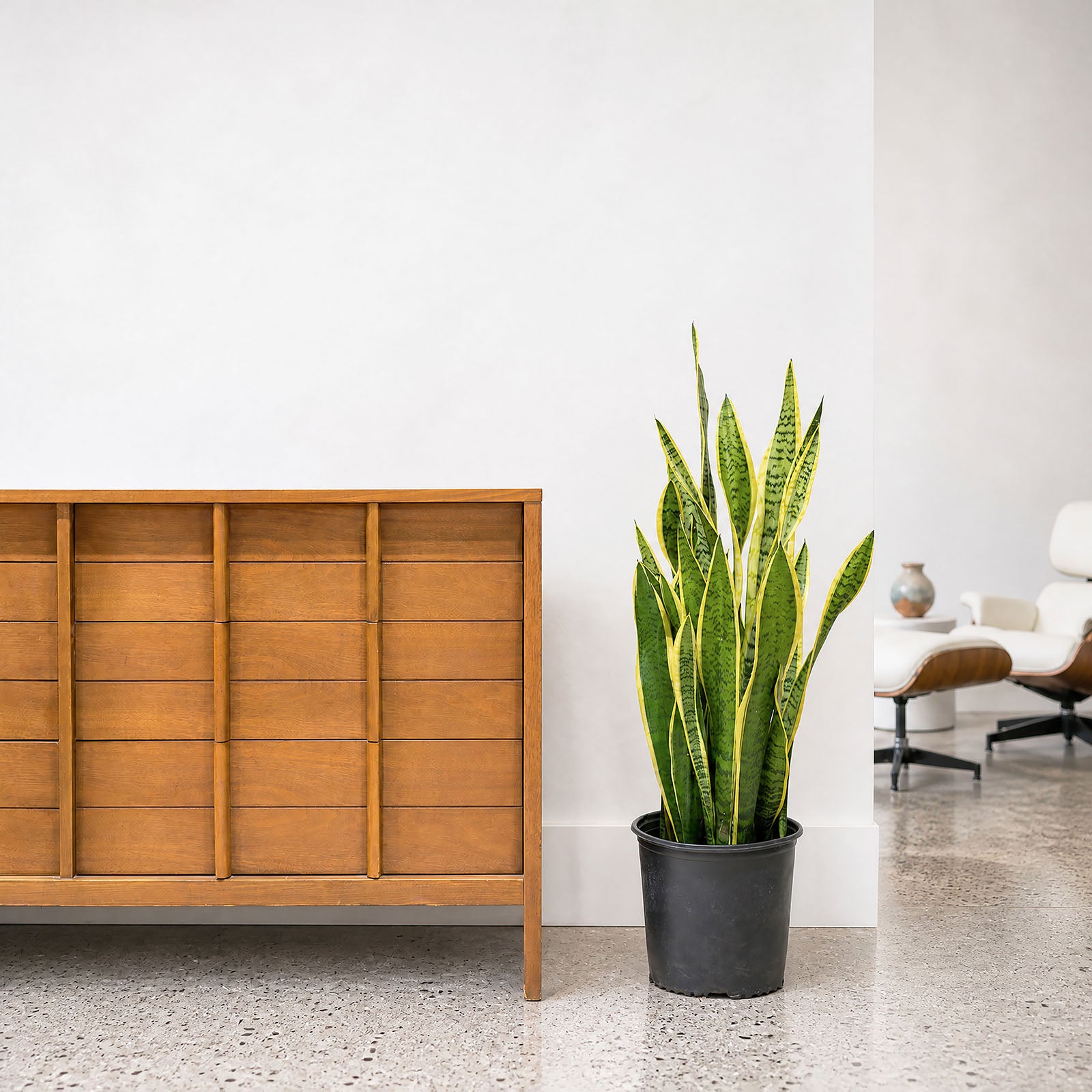 Sansevieria Laurentii | Snake Plant | Care Guide and Pro Tips - Delivery from Toronto across Canada - JOMO Studio