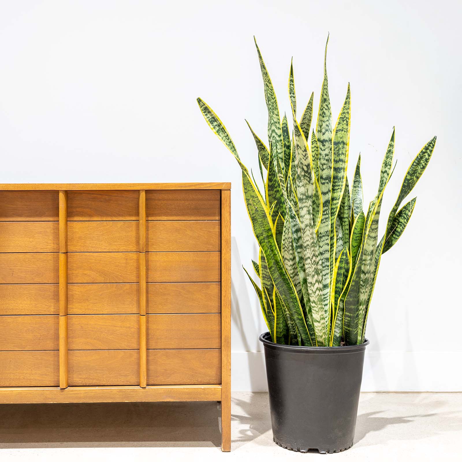 Sansevieria Laurentii | Snake Plant | Care Guide and Pro Tips - Delivery from Toronto across Canada - JOMO Studio