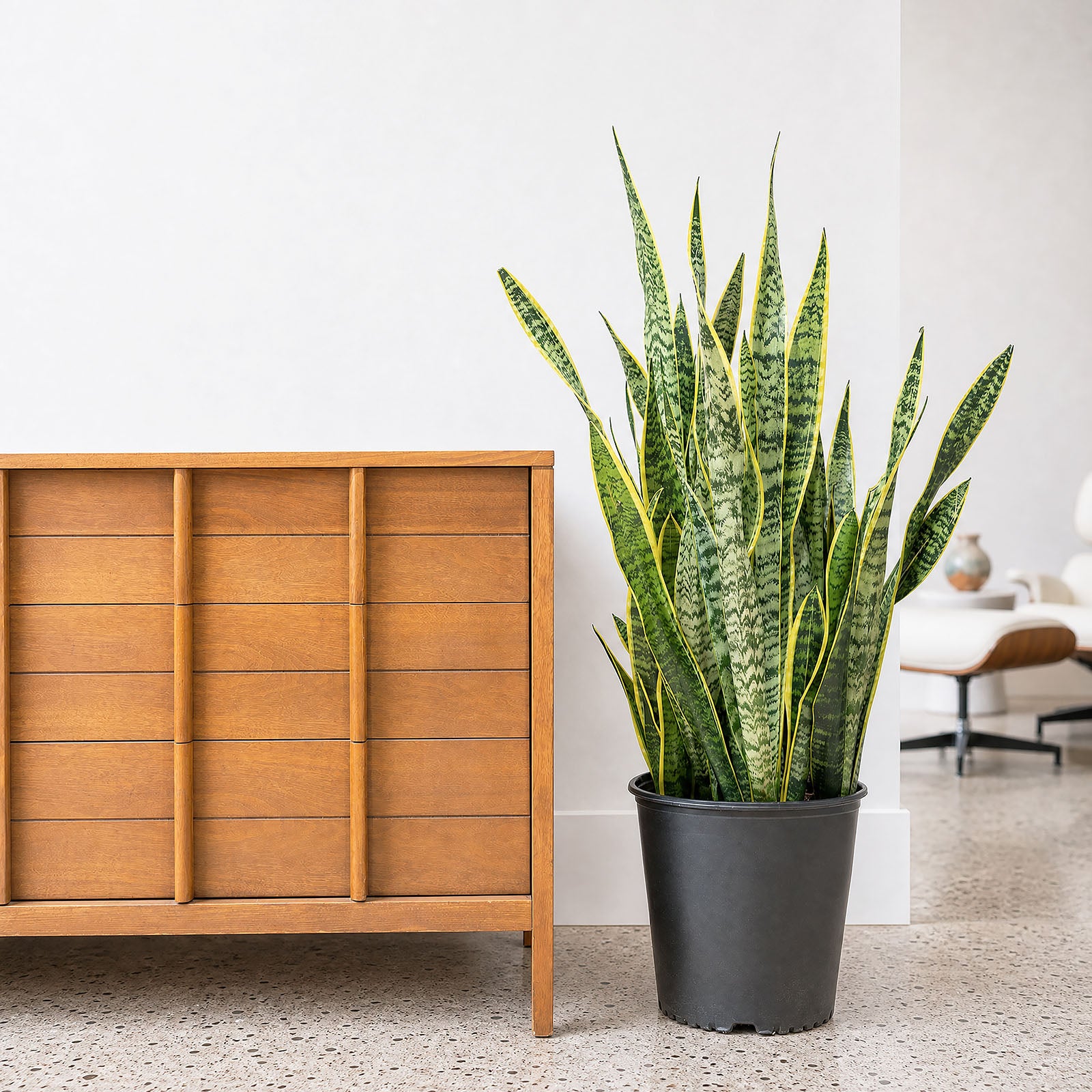 Sansevieria Laurentii | Snake Plant | Care Guide and Pro Tips - Delivery from Toronto across Canada - JOMO Studio