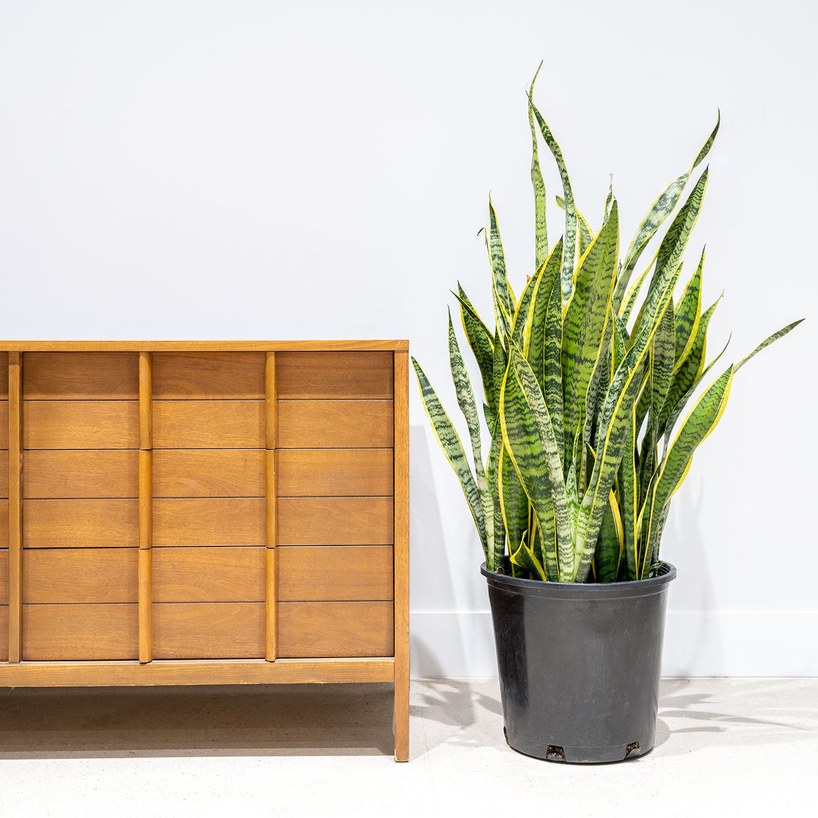 Sansevieria Laurentii - House Plants Delivery Toronto - JOMO Studio