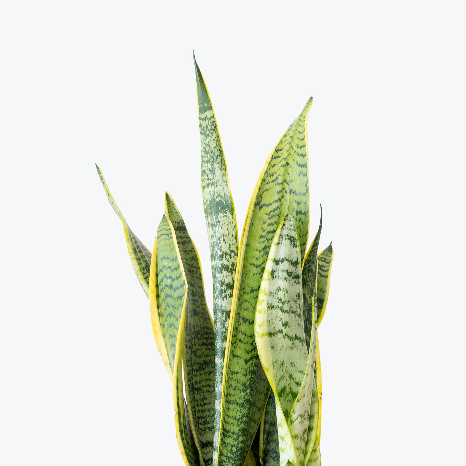Sansevieria Laurentii | Snake Plant | Care Guide and Pro Tips - Delivery from Toronto across Canada - JOMO Studio