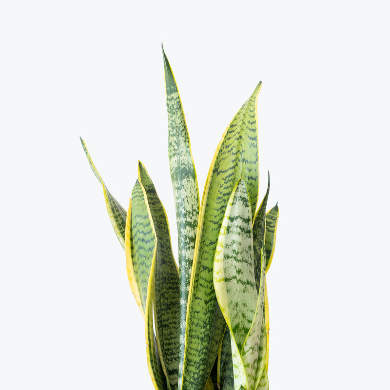Sansevieria Laurentii | Snake Plant | Care Guide and Pro Tips - Delivery from Toronto across Canada - JOMO Studio
