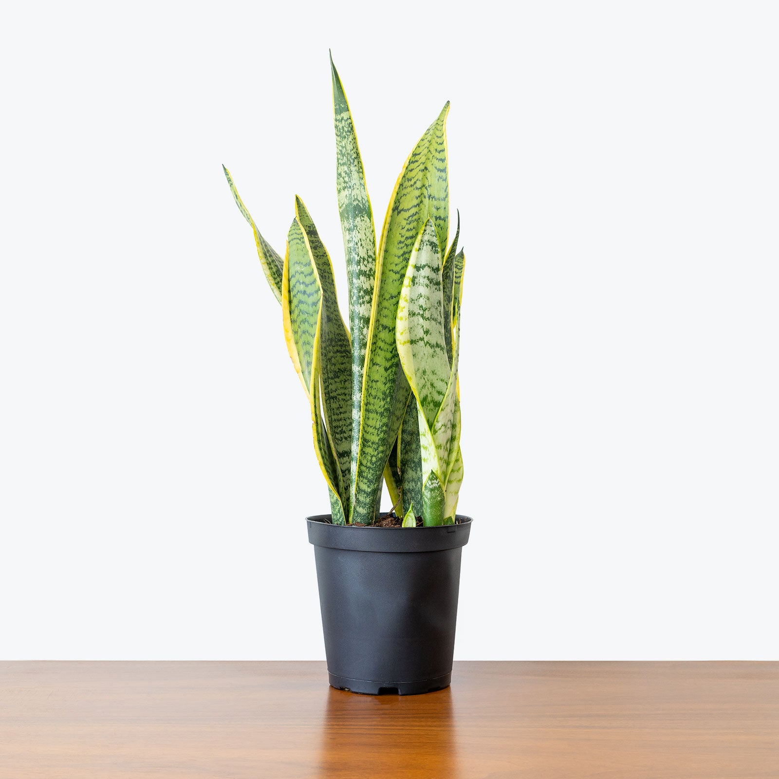 Sansevieria Laurentii | Snake Plant | Care Guide and Pro Tips - Delivery from Toronto across Canada - JOMO Studio