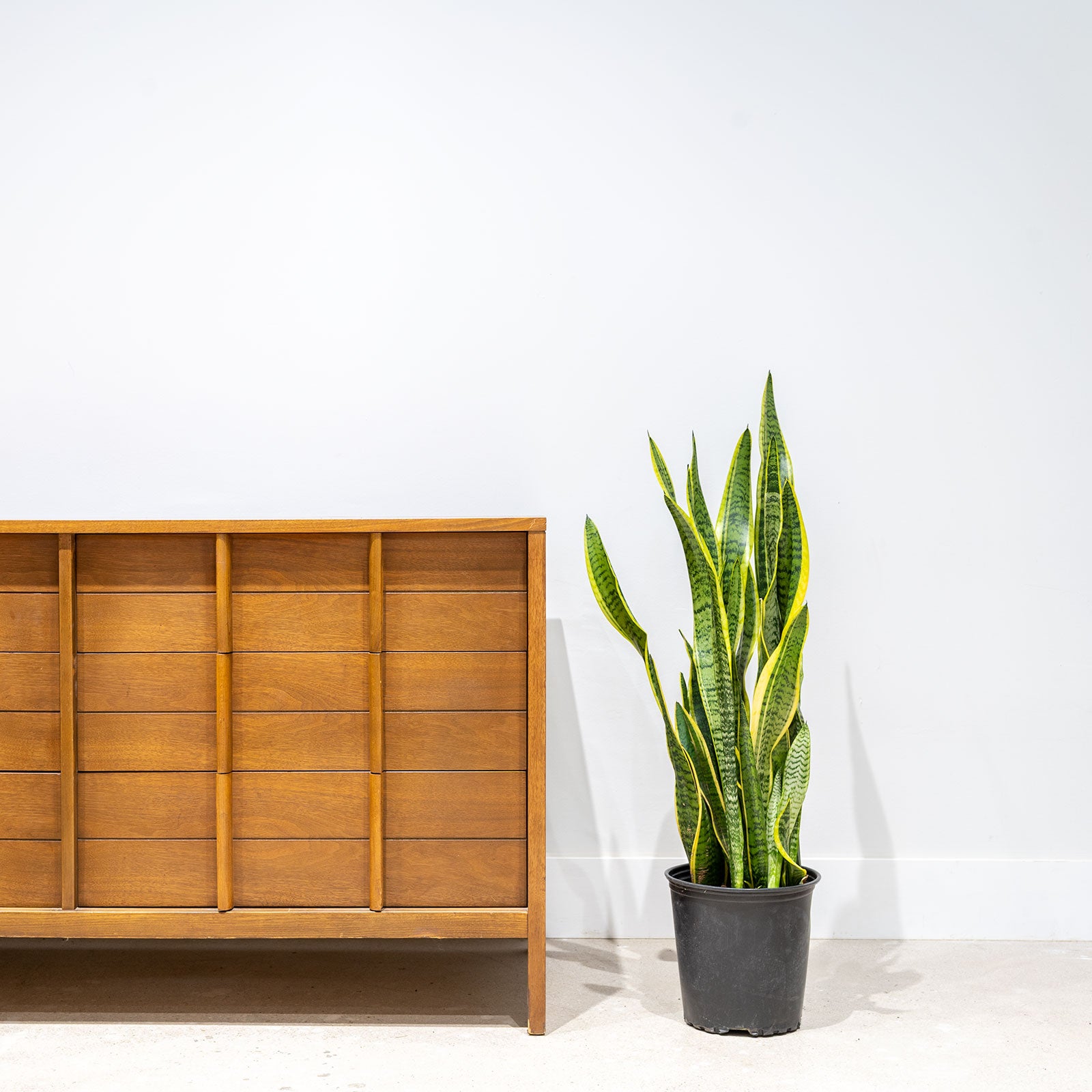 Sansevieria Laurentii | Snake Plant | Care Guide and Pro Tips - Delivery from Toronto across Canada - JOMO Studio