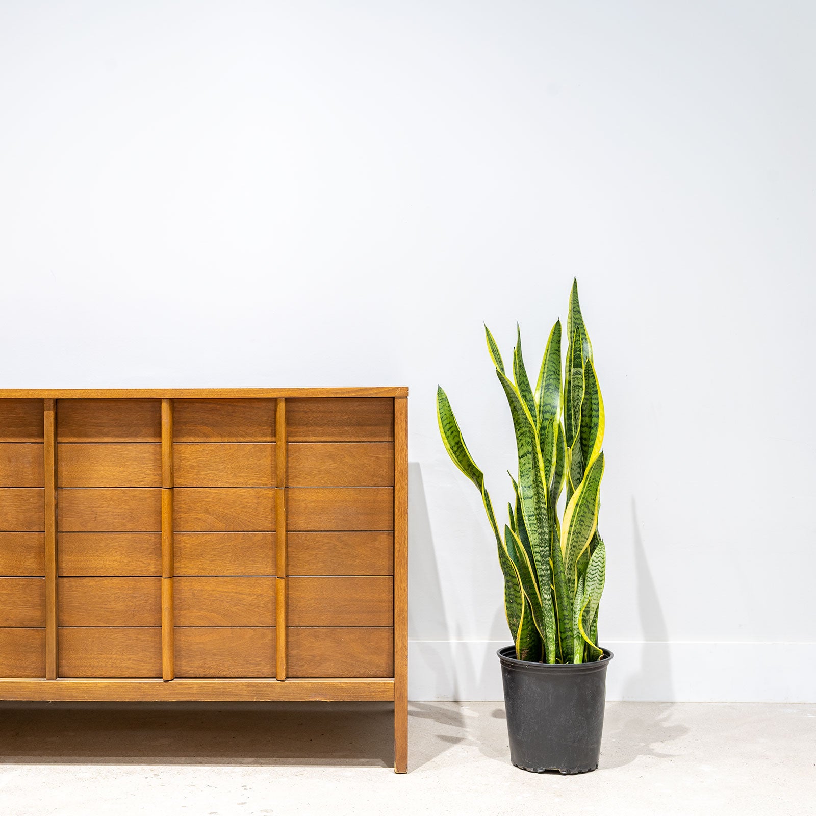 Sansevieria Laurentii - House Plants Delivery Toronto - JOMO Studio