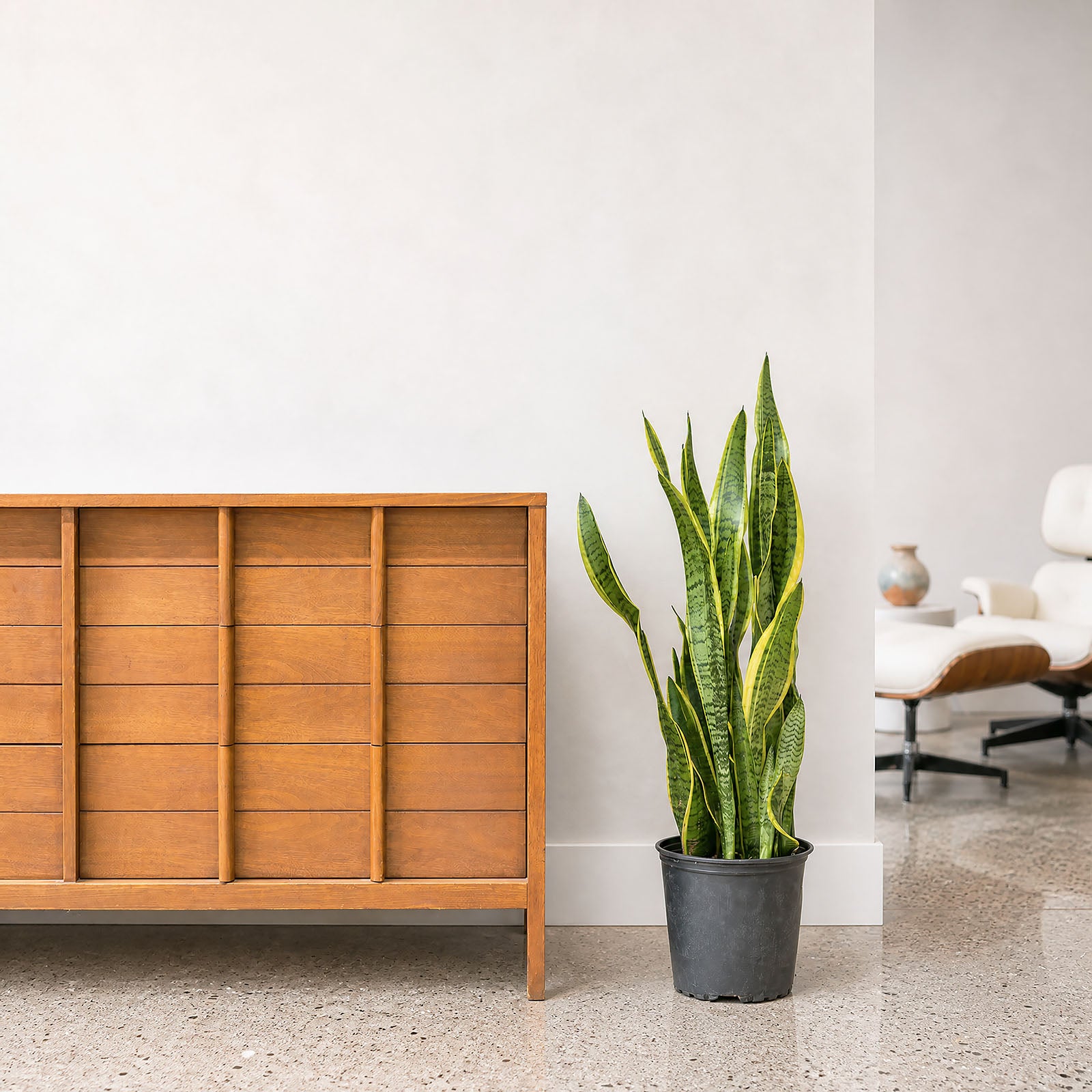 Sansevieria Laurentii | Snake Plant | Care Guide and Pro Tips - Delivery from Toronto across Canada - JOMO Studio