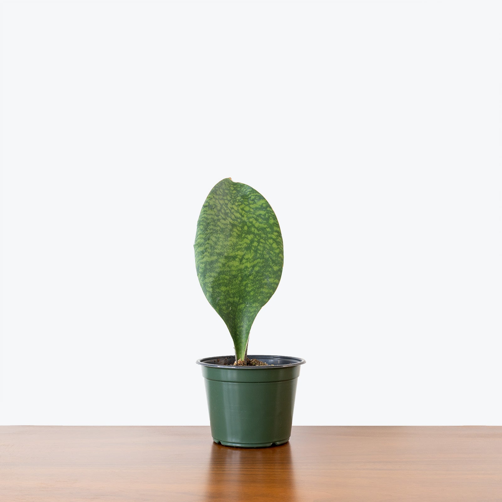 Sansevieria Masoniana Whale Fin - Snake Plant - House Plants Delivery Toronto - JOMO Studio